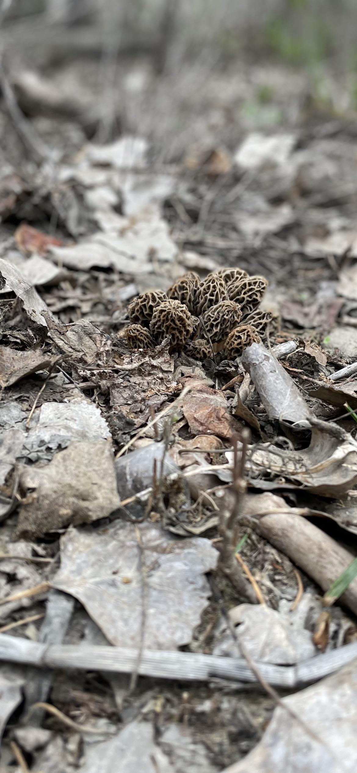 Neat little cluster. r/Morel_Hunting
