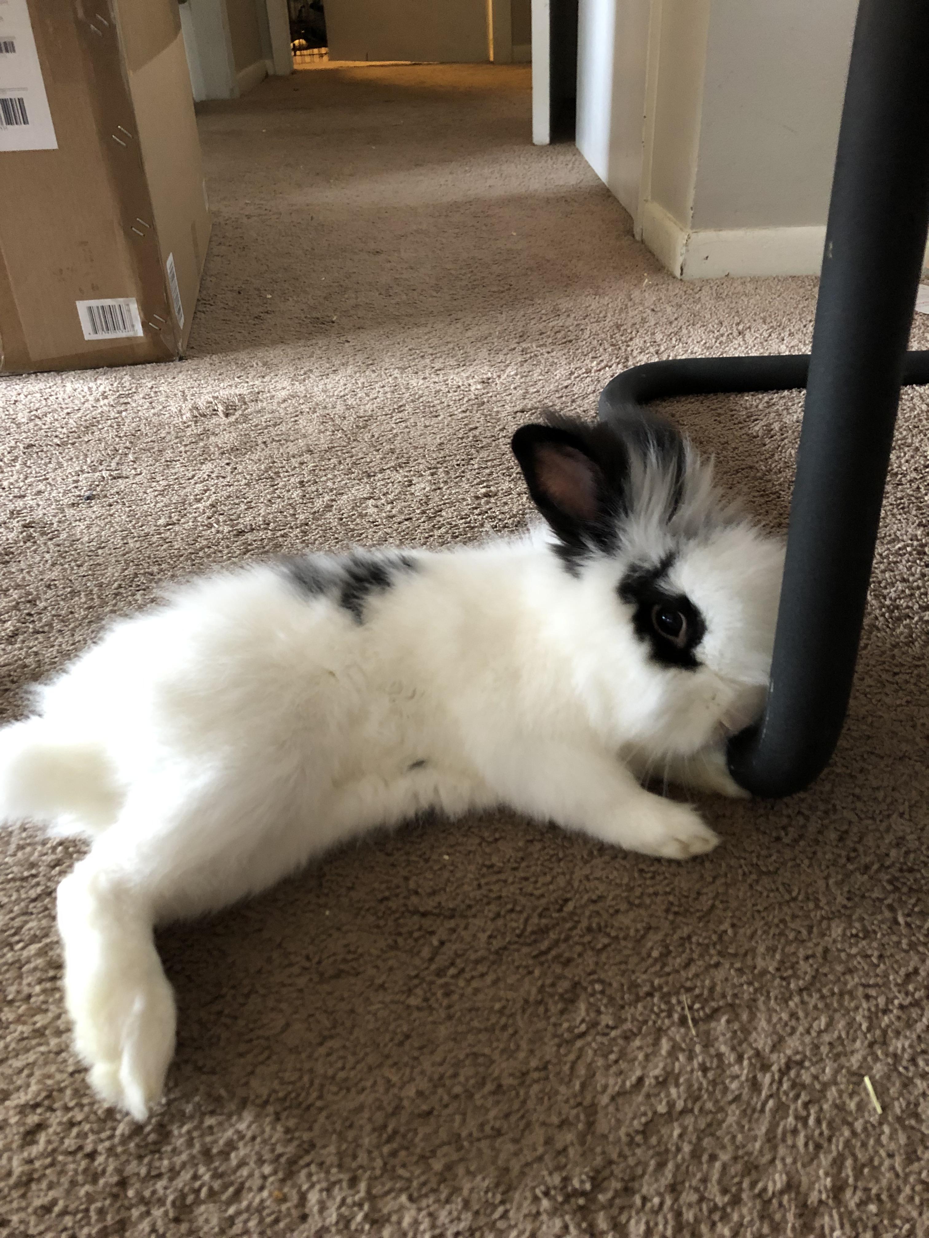 Lenny flopped over 😍 r/Rabbits