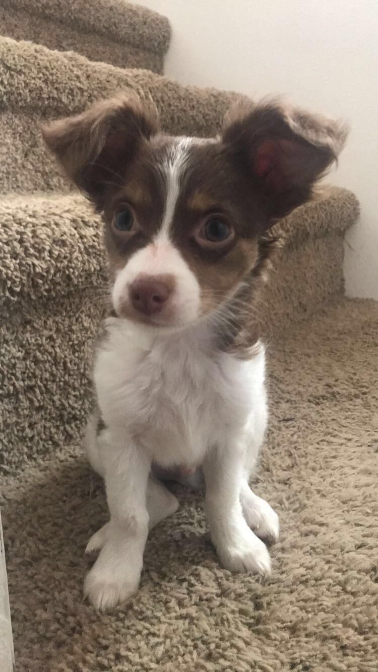 Oscar, My four month old long hair chihuahua Chihuahua