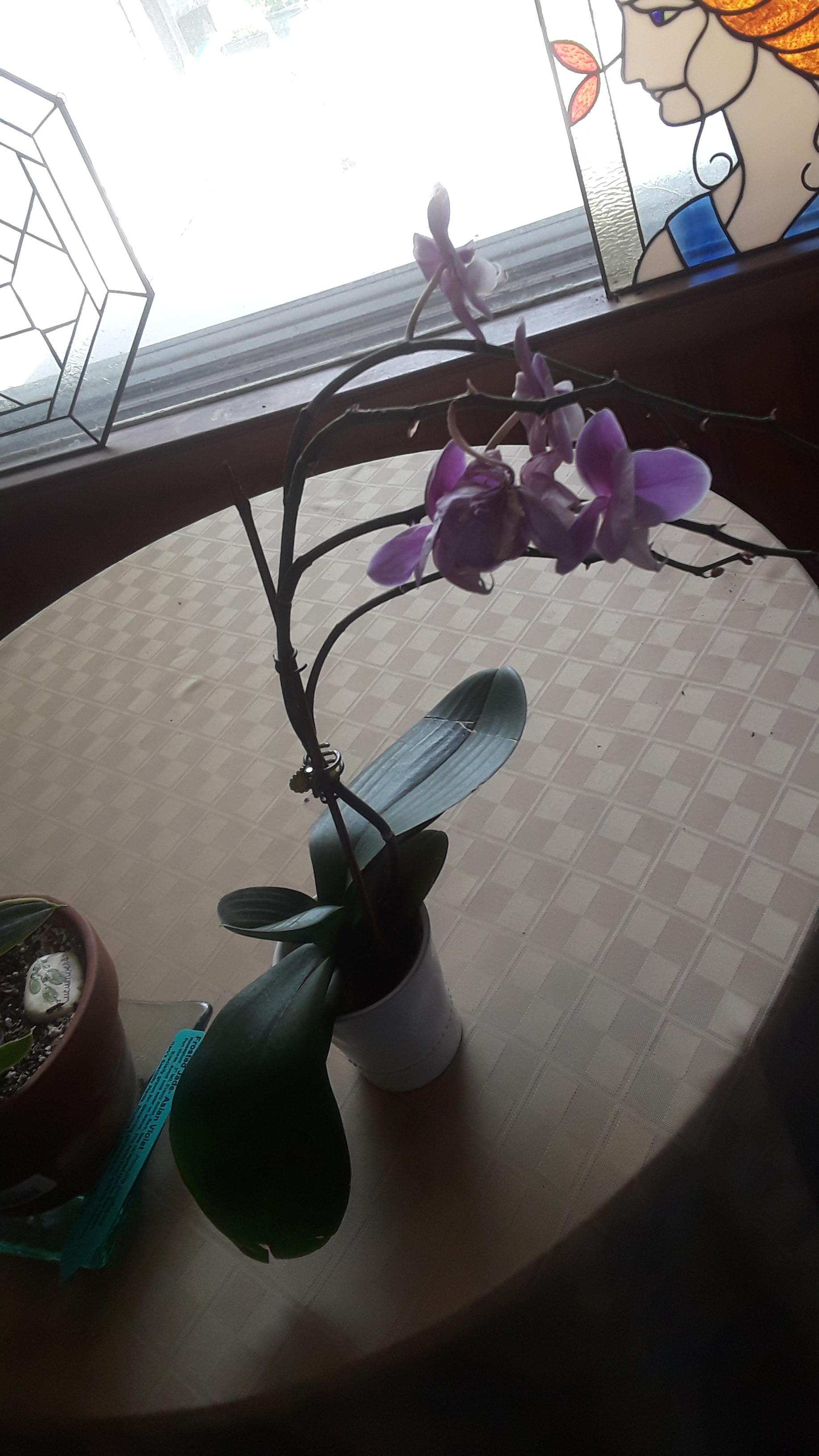 S.O.S. Orchid newbie here. How do I repot potbound orchid? Million