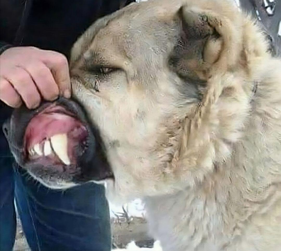 The Turkish dog breed kangal has the strongest bite force among dogs
