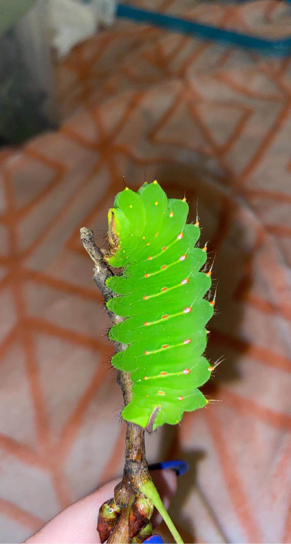 I need help! How do I care for a Polyphemus caterpillar cocoon? I live