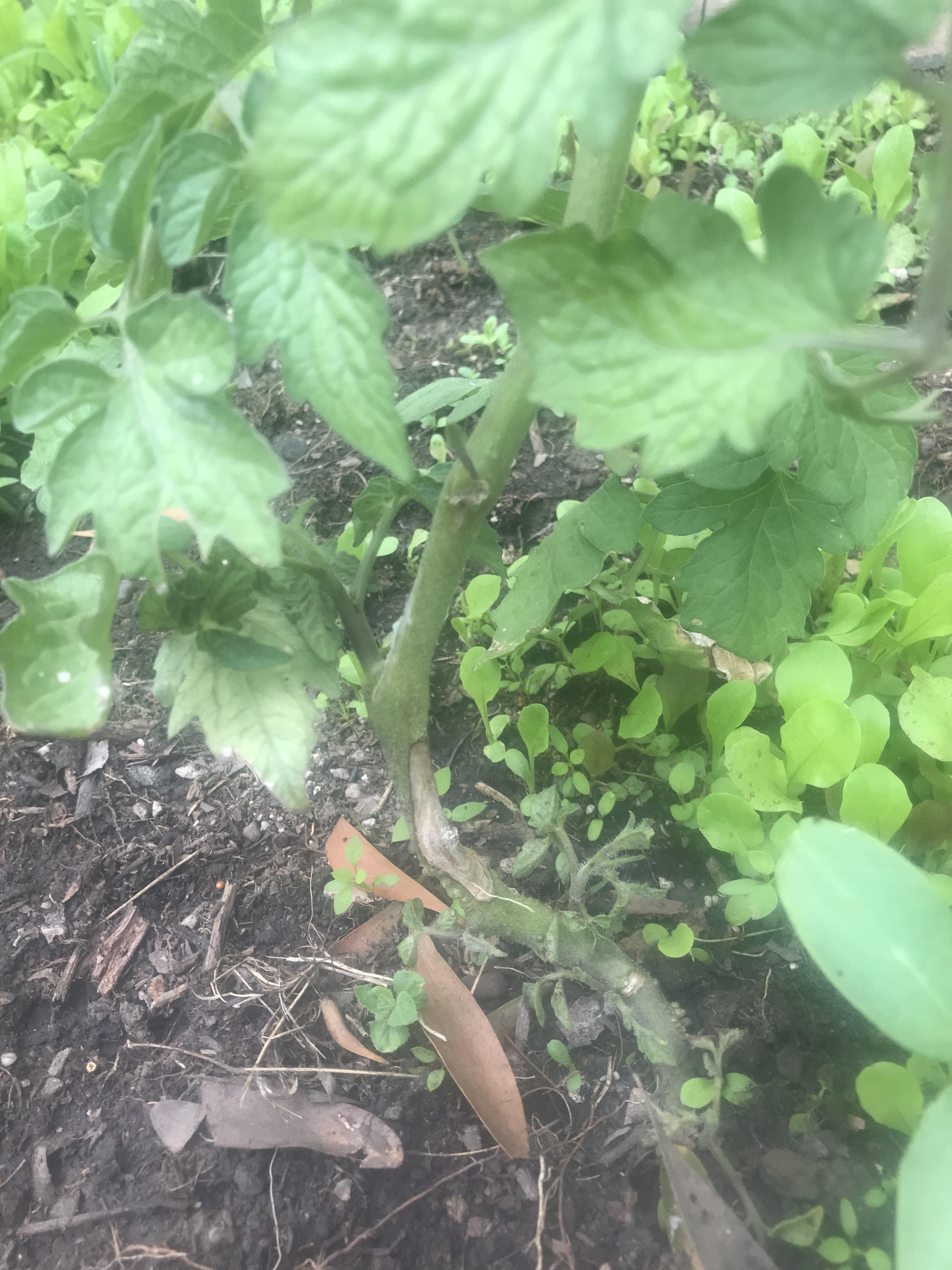 Need a diagnosis. Something is killing one of my tomatoes and one of my