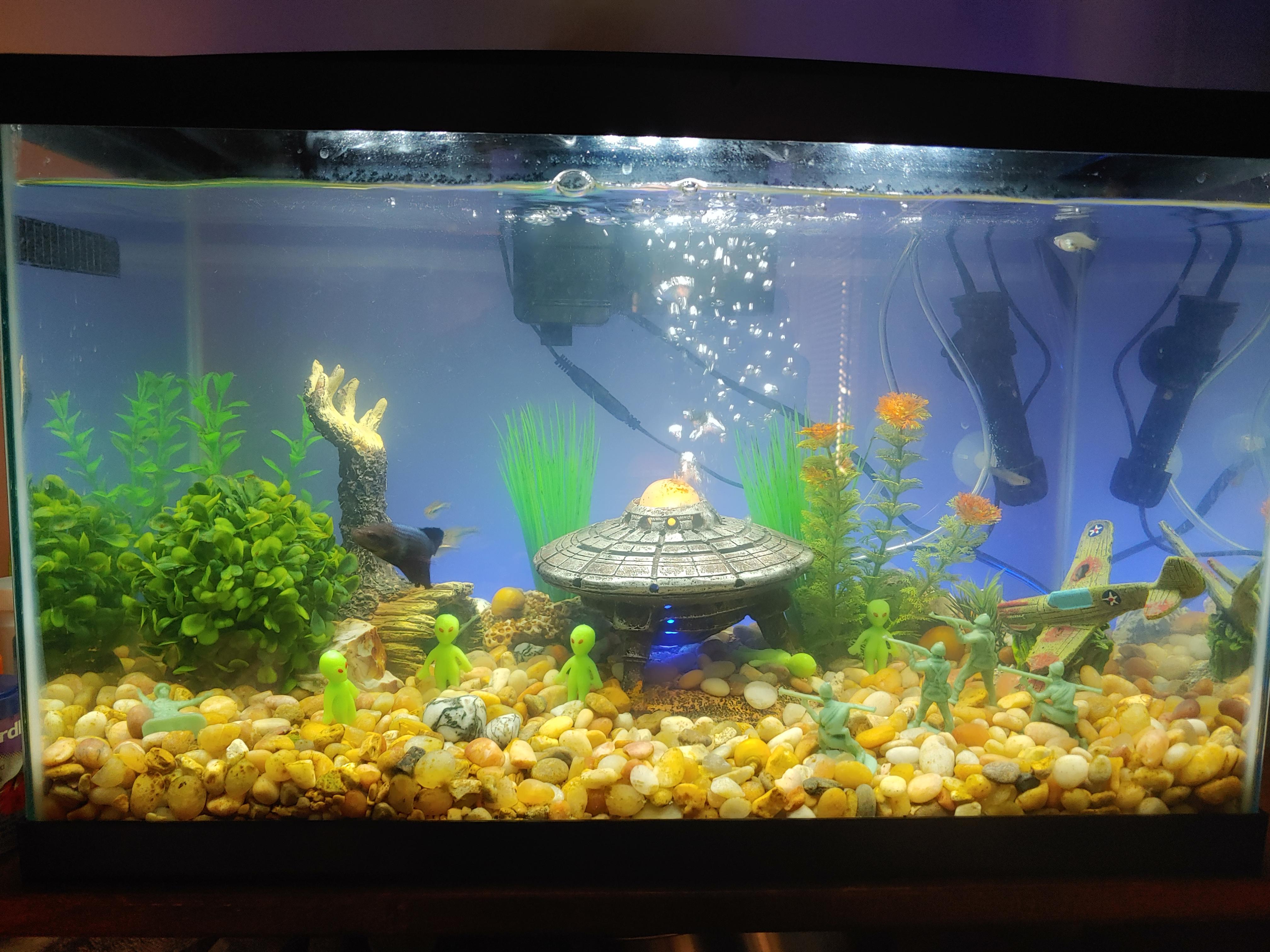 My alien themed snail/betta tank r/Aquariums