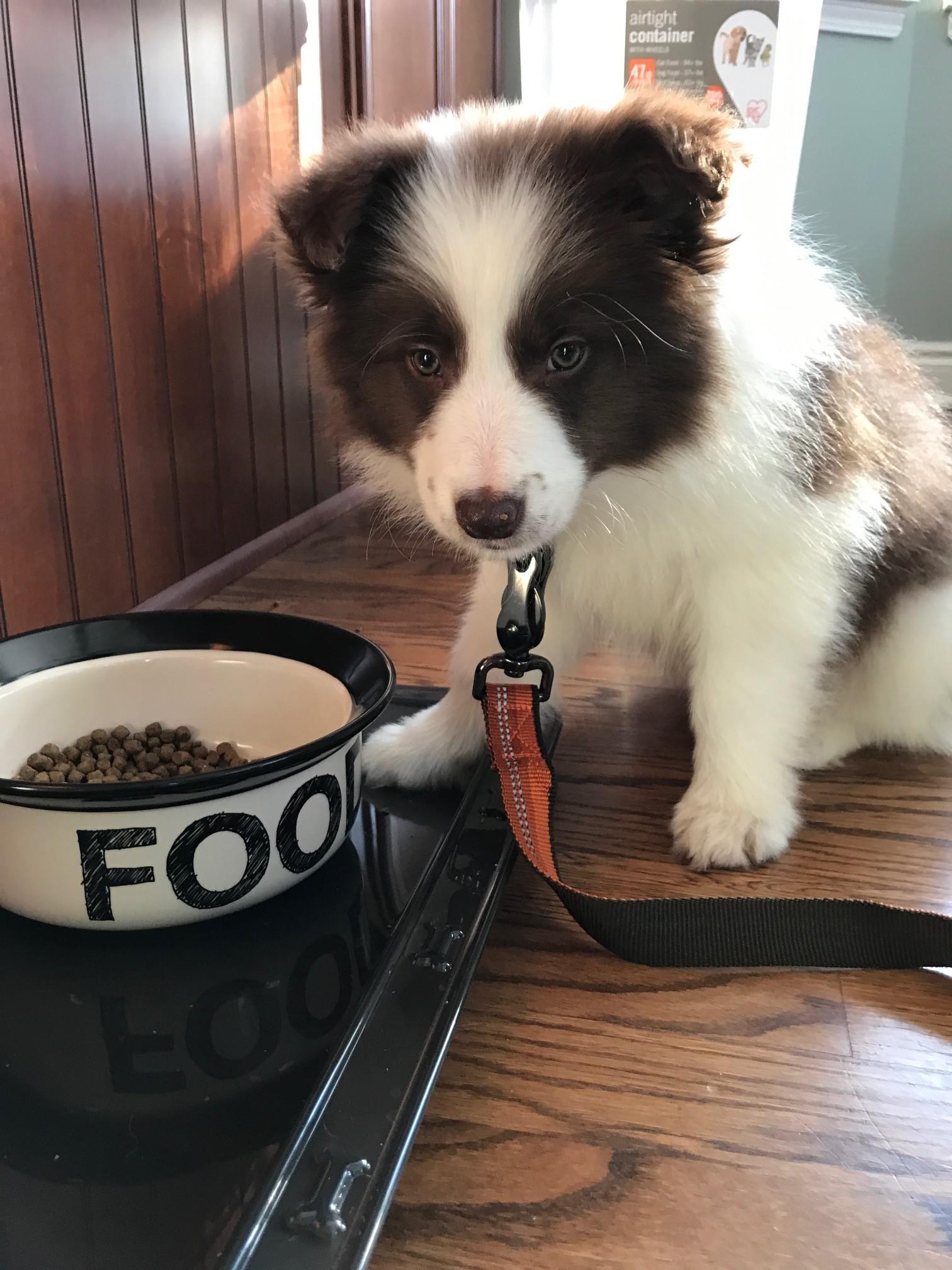 Reddit, meet Piper, my new brown Border Collie puppy! r/aww