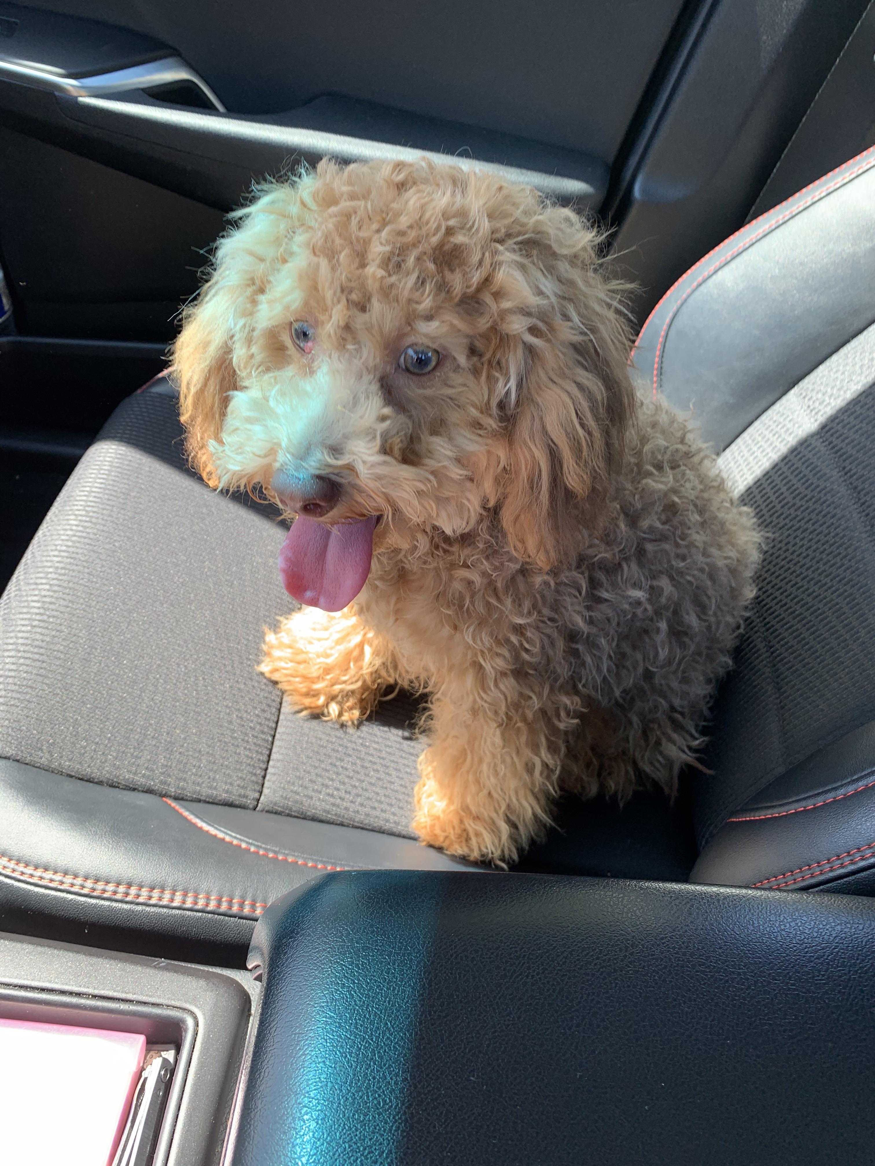 Lost Puppy in North Highlands r/Sacramento