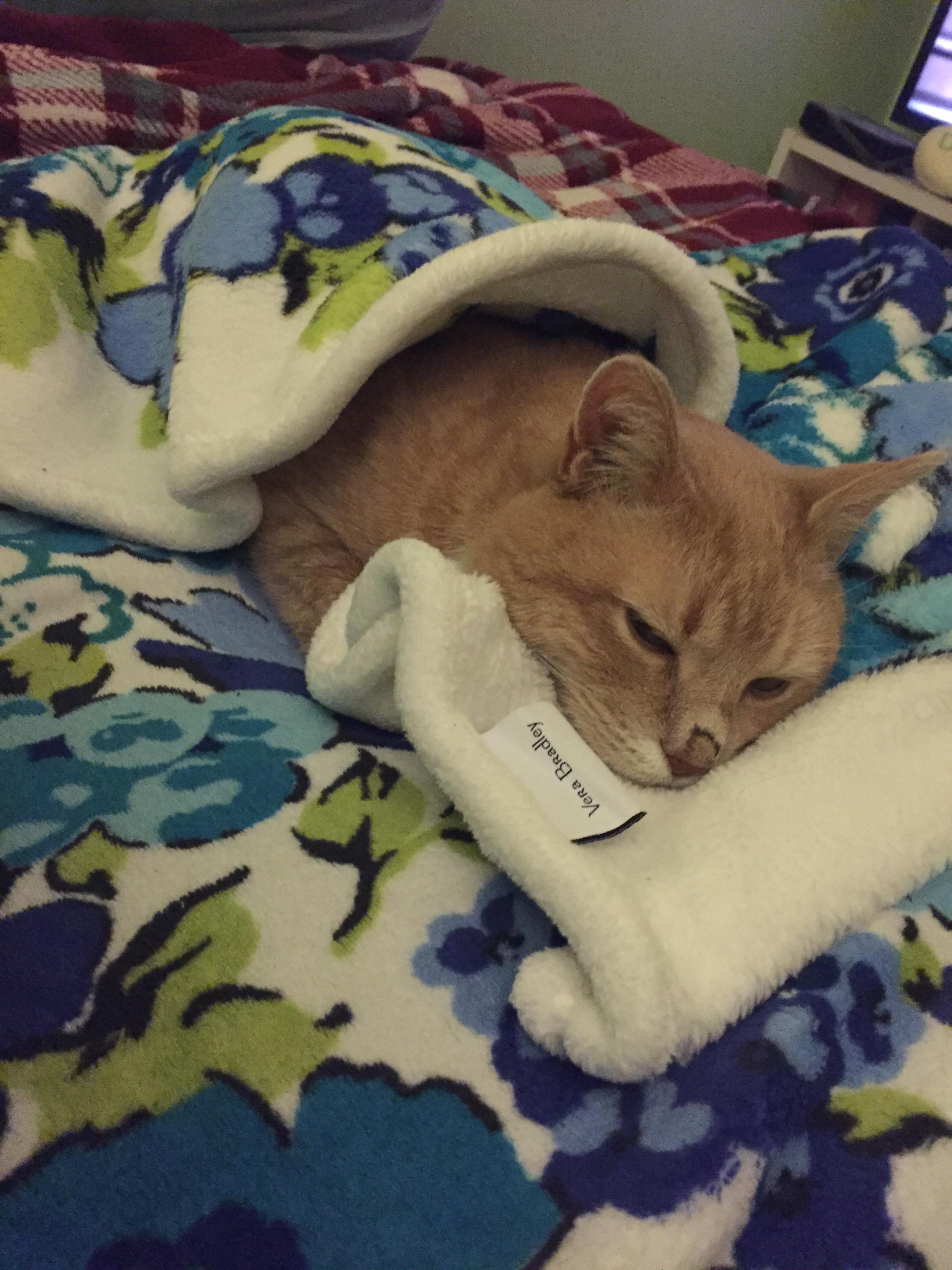 The heated blanket/snugly throw is Duncan's favorite r/tuckedinkitties