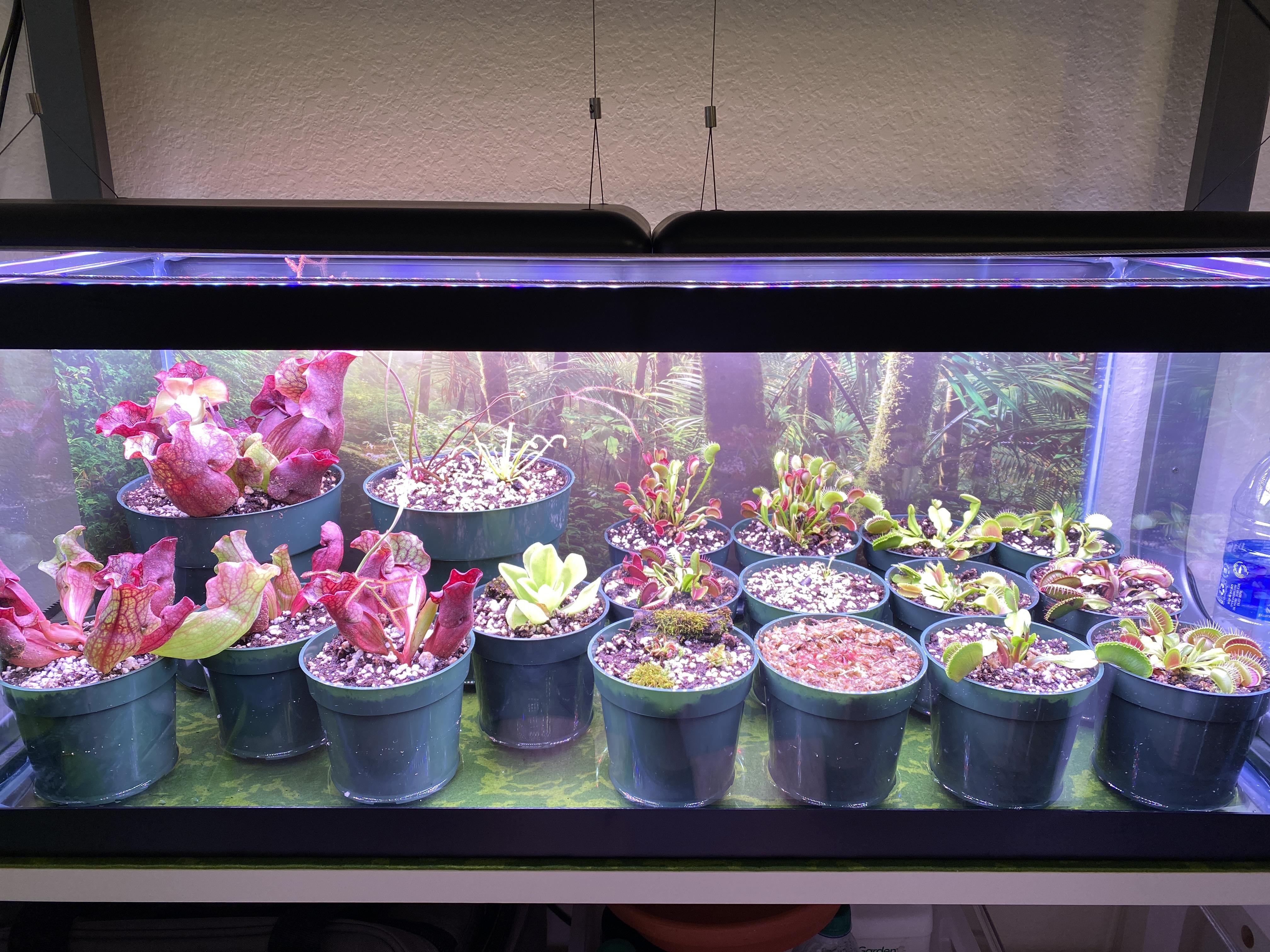 Got a 20 gallon tank yesterday at discount, I can finally put all of my