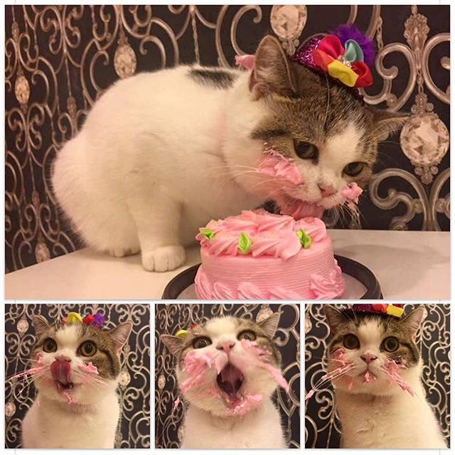 Cats Proving Once Again They Rule The World By Celebrating Extravagant