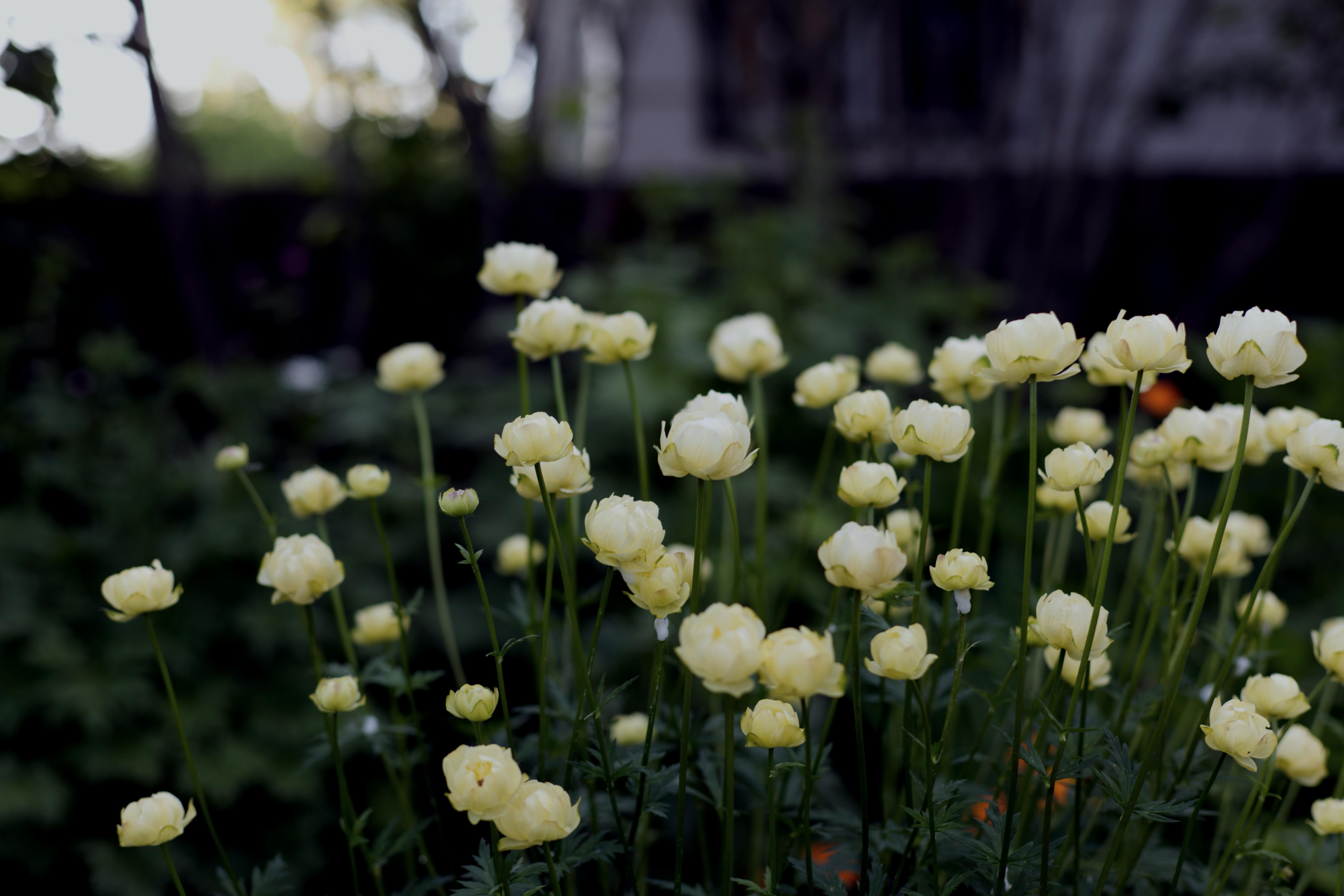 Pale Yellow Glob Flowers, Edmonton, CA. r/gardening