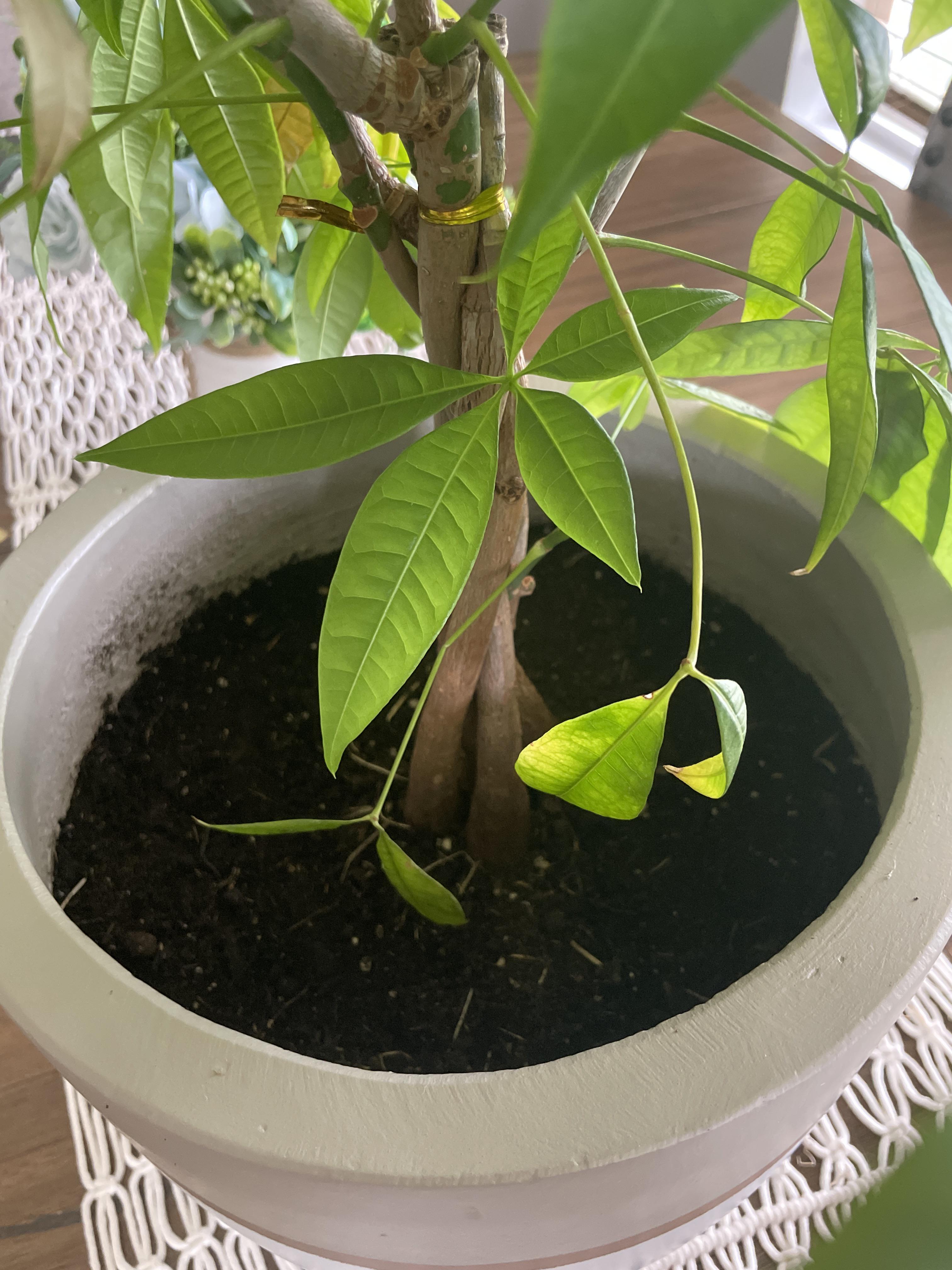 My money tree has an infestation of little gnats. I read you can add