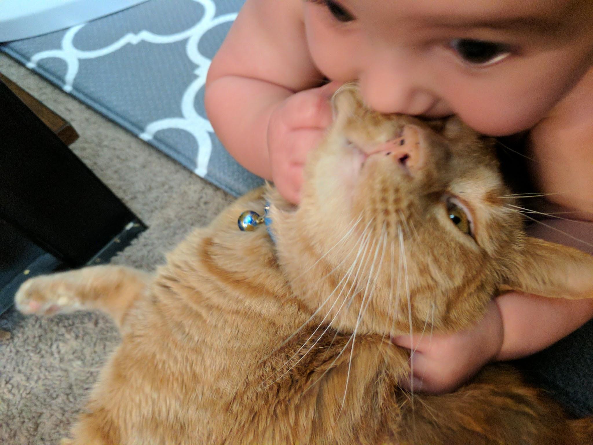 My cat is so patient r/aww