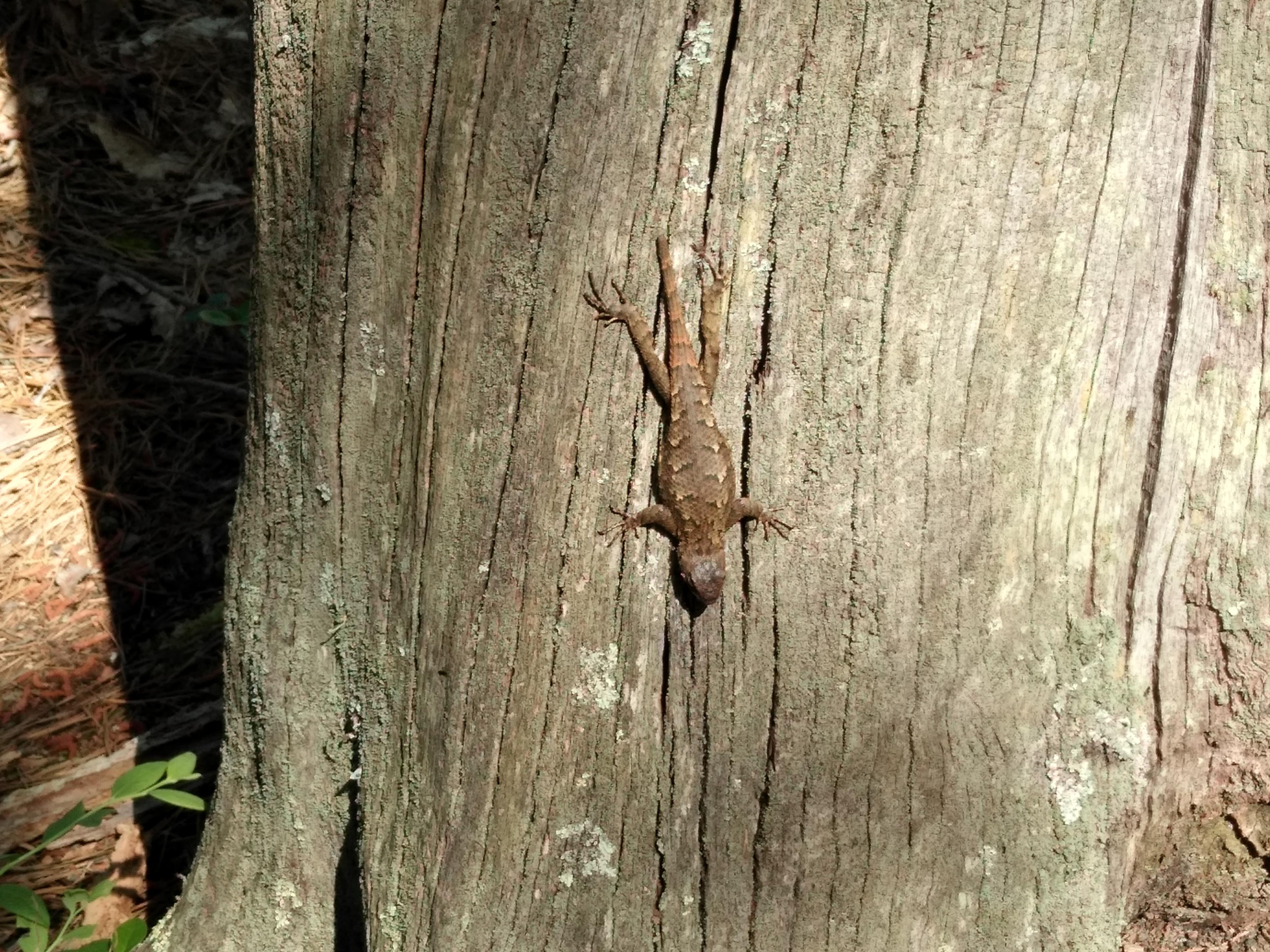 Eastern fence lizard (NJ Pine Barrens) r/herpetology