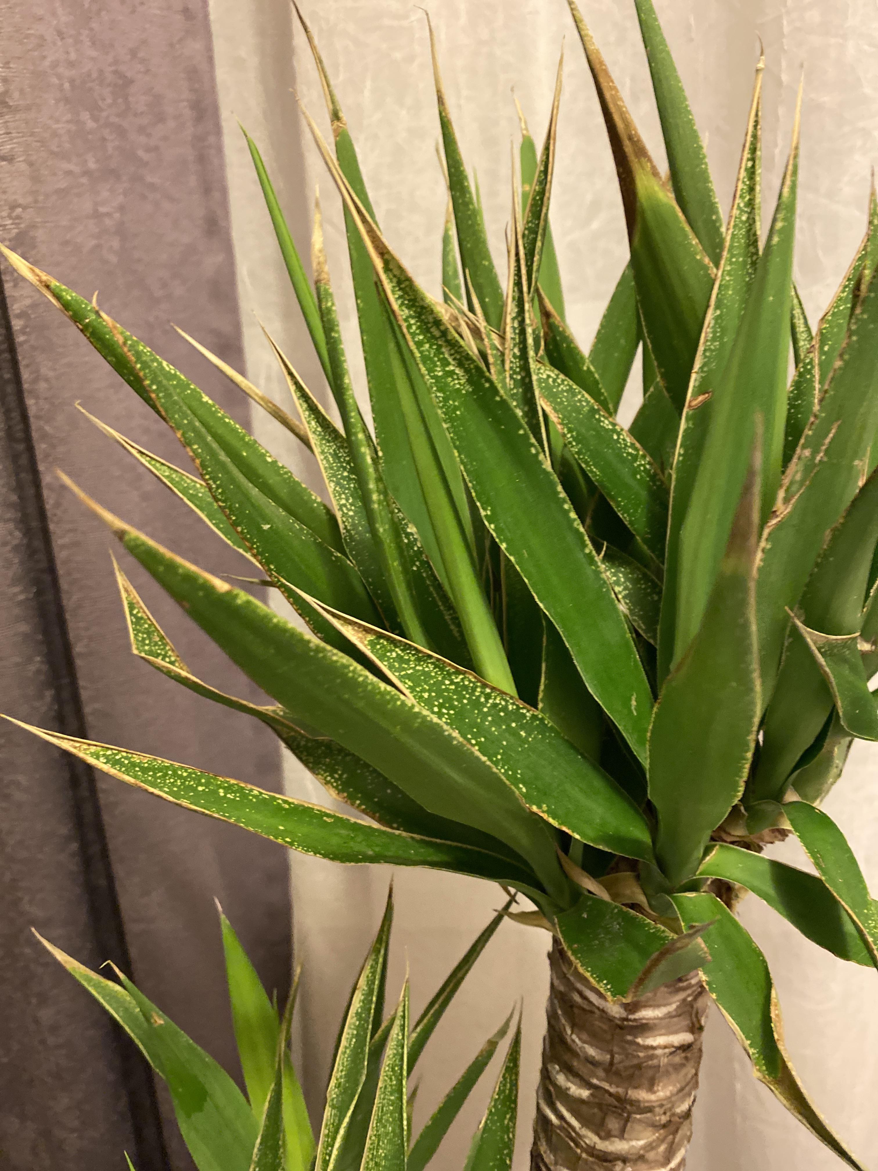 Please help my new Yucca Cane! In the 3 weeks I’ve had the plant it is