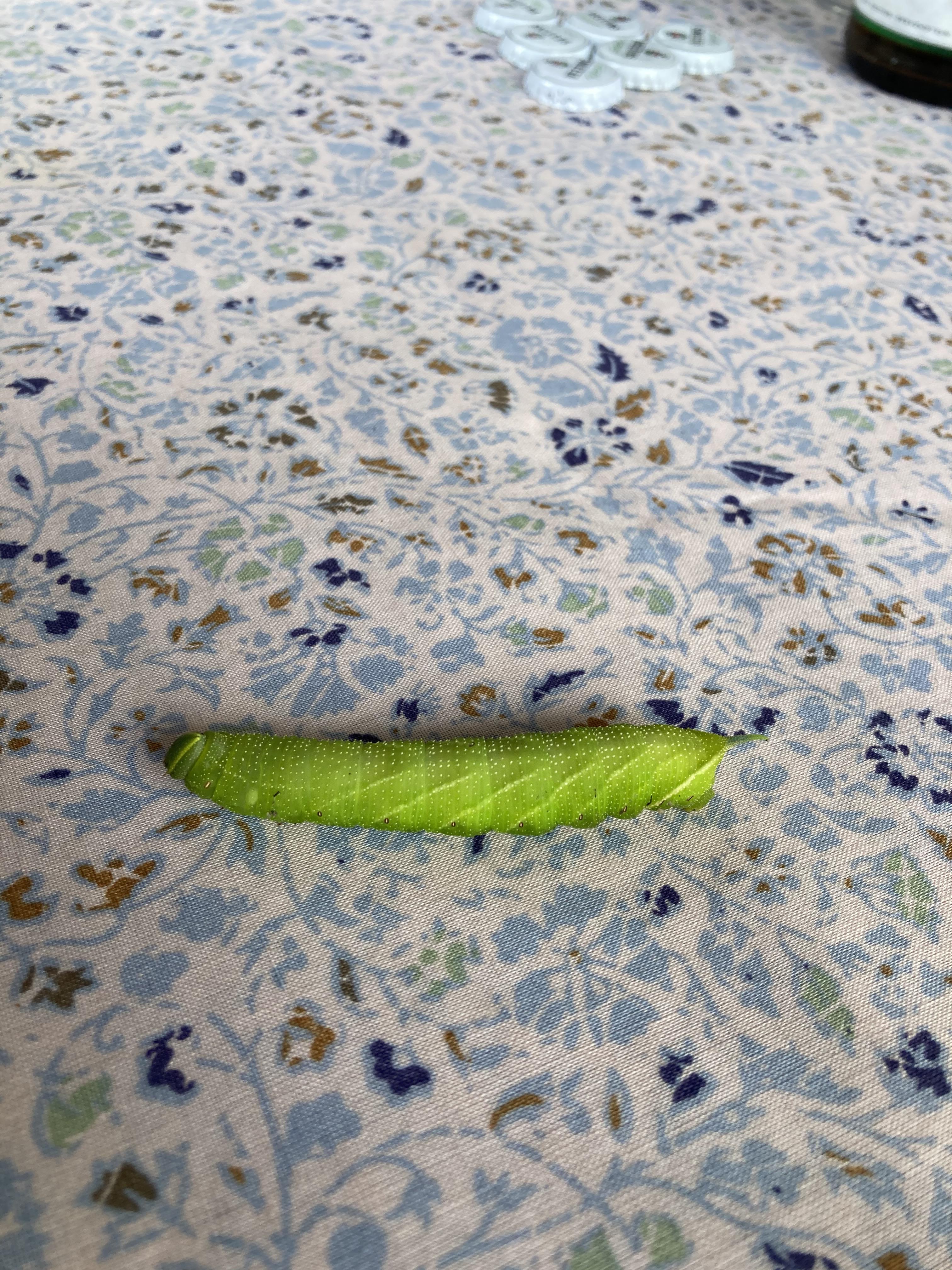 Found this caterpillar in Germany, what is it? r/whatsthisbug