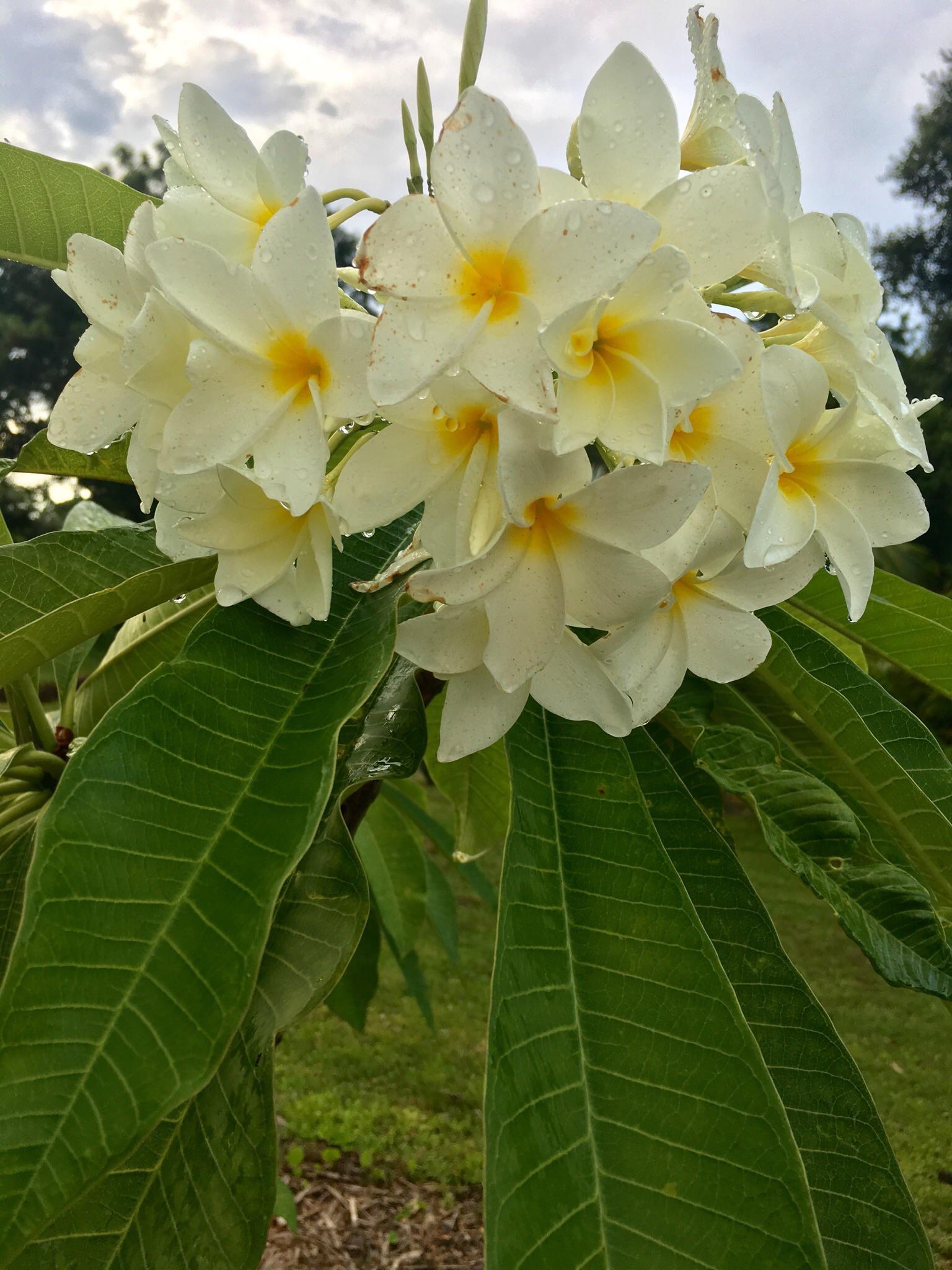 First bloom since planting a clipping. She smells like orange blossoms
