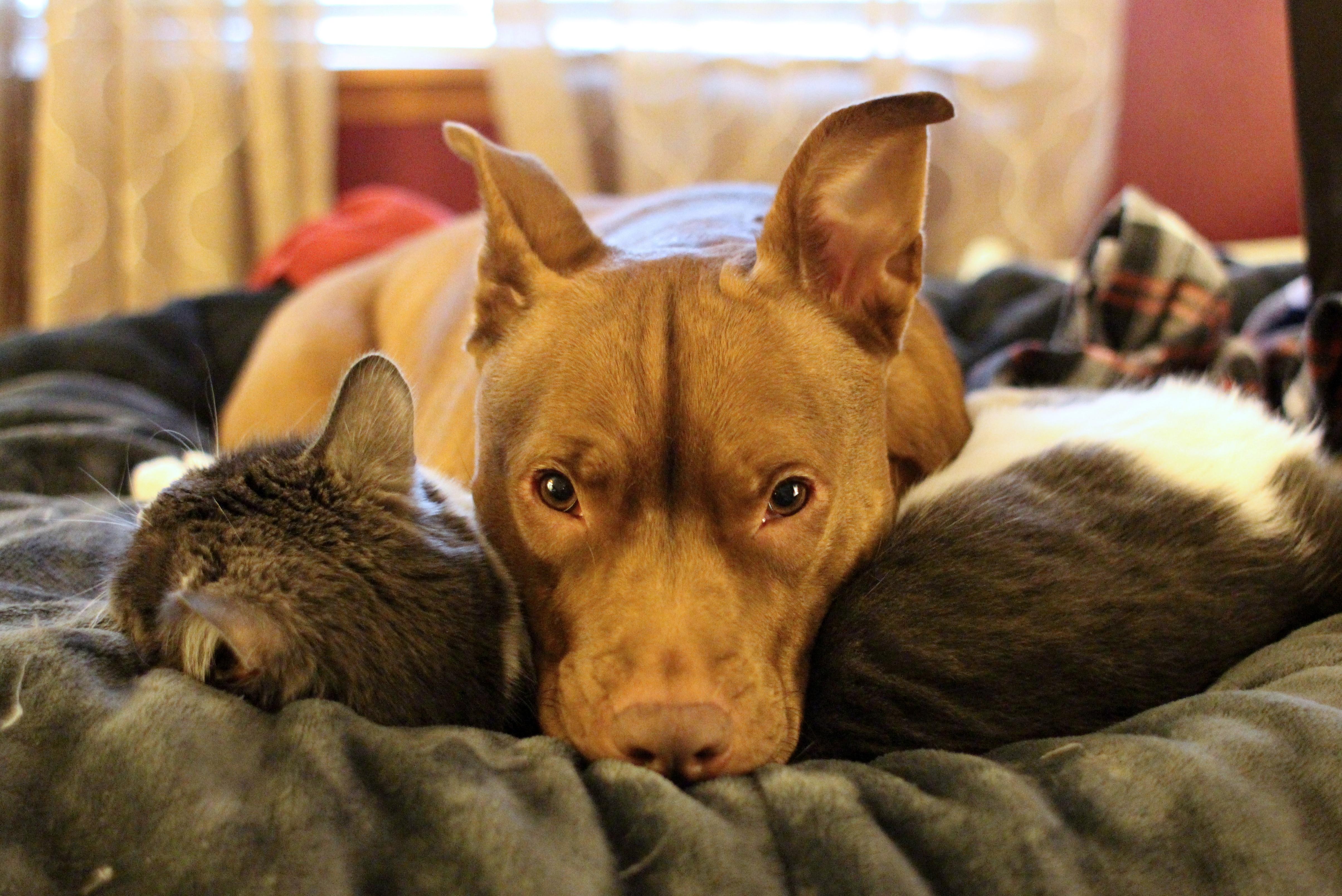 Best pillow ever. r/aww