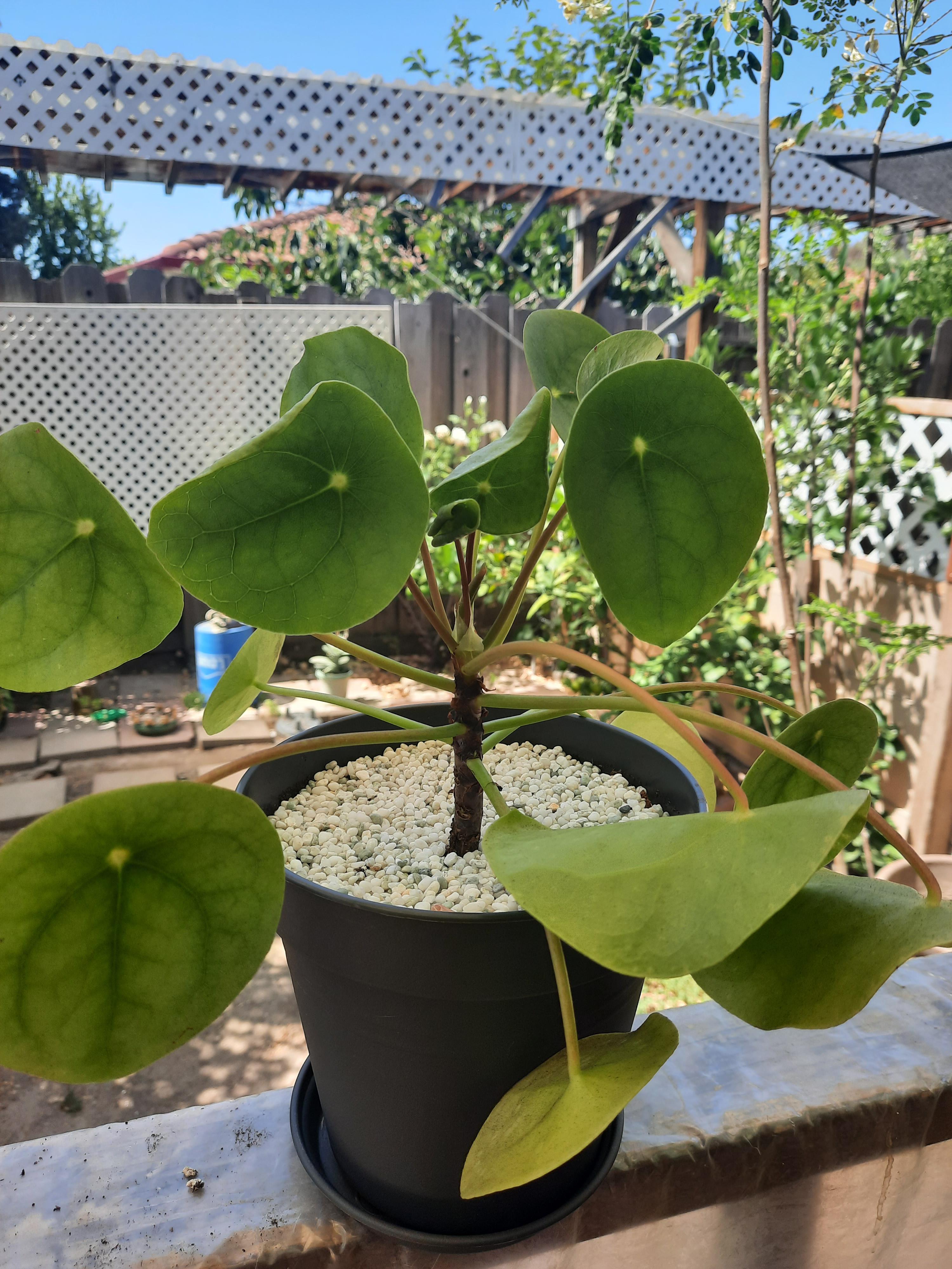 Thoughts on top dressing? I saw a YouTuber top dress all her plants and