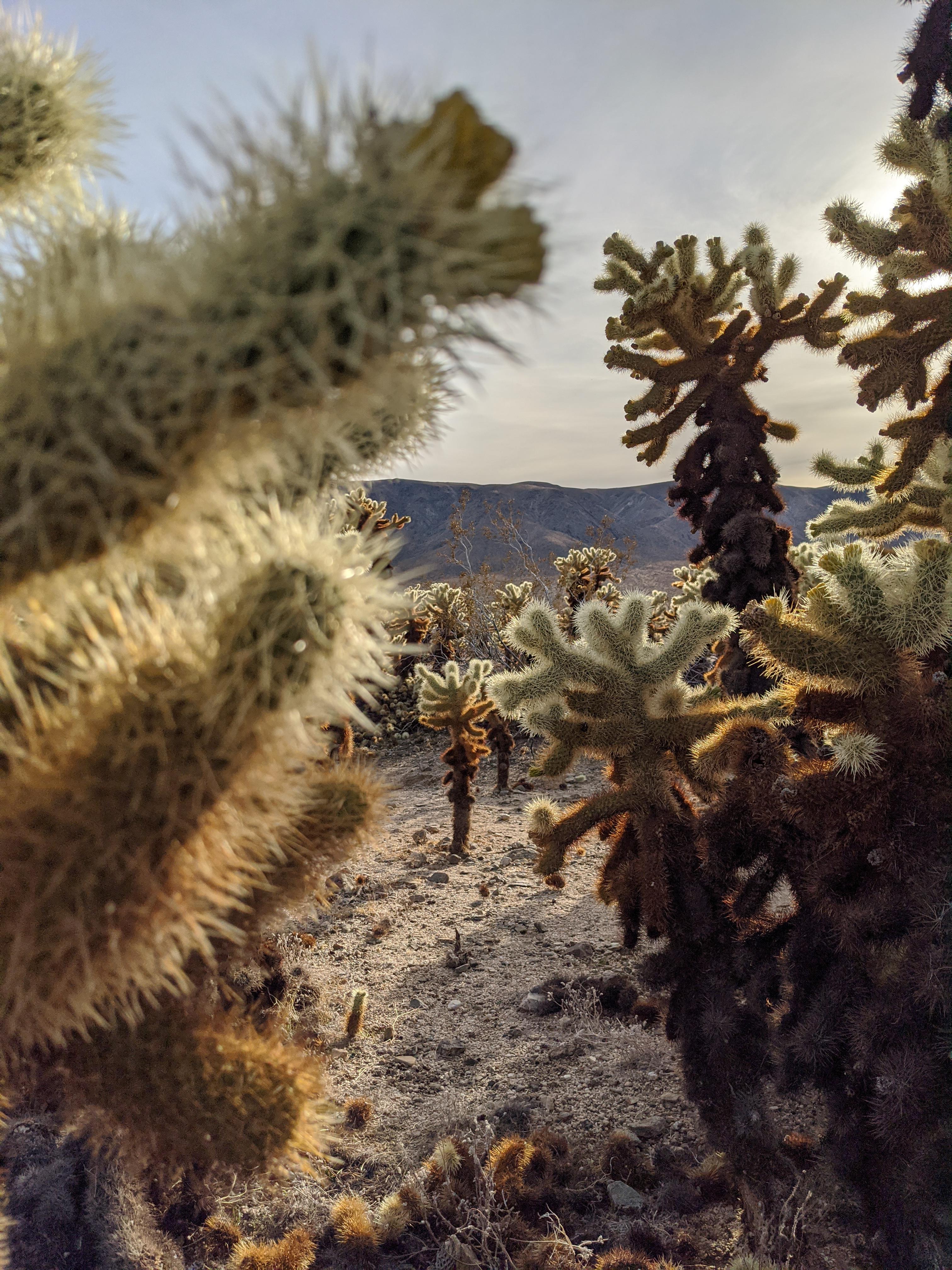 Glasshouse joshua tree polvan