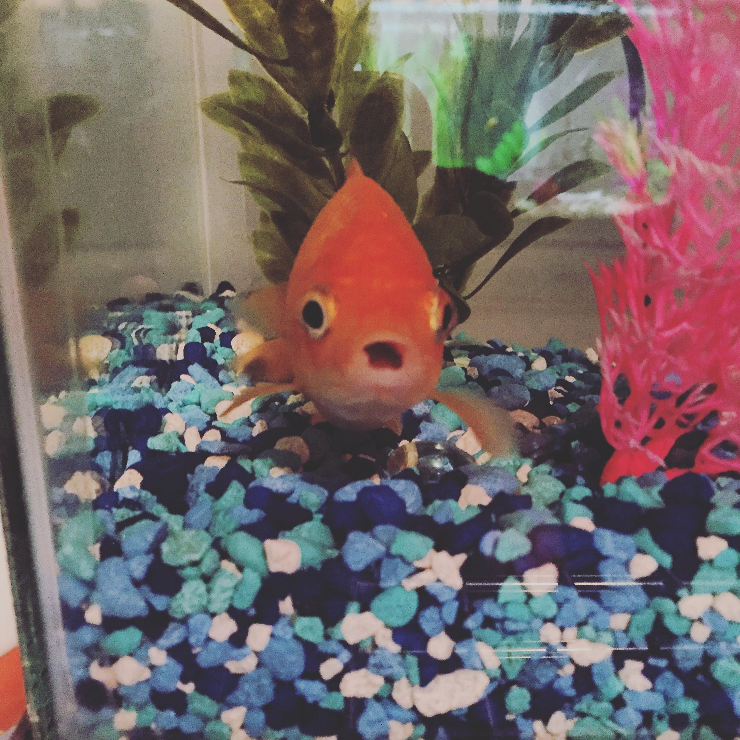 This is my gold fish Poseidon, his hobbies include eating, watching TV