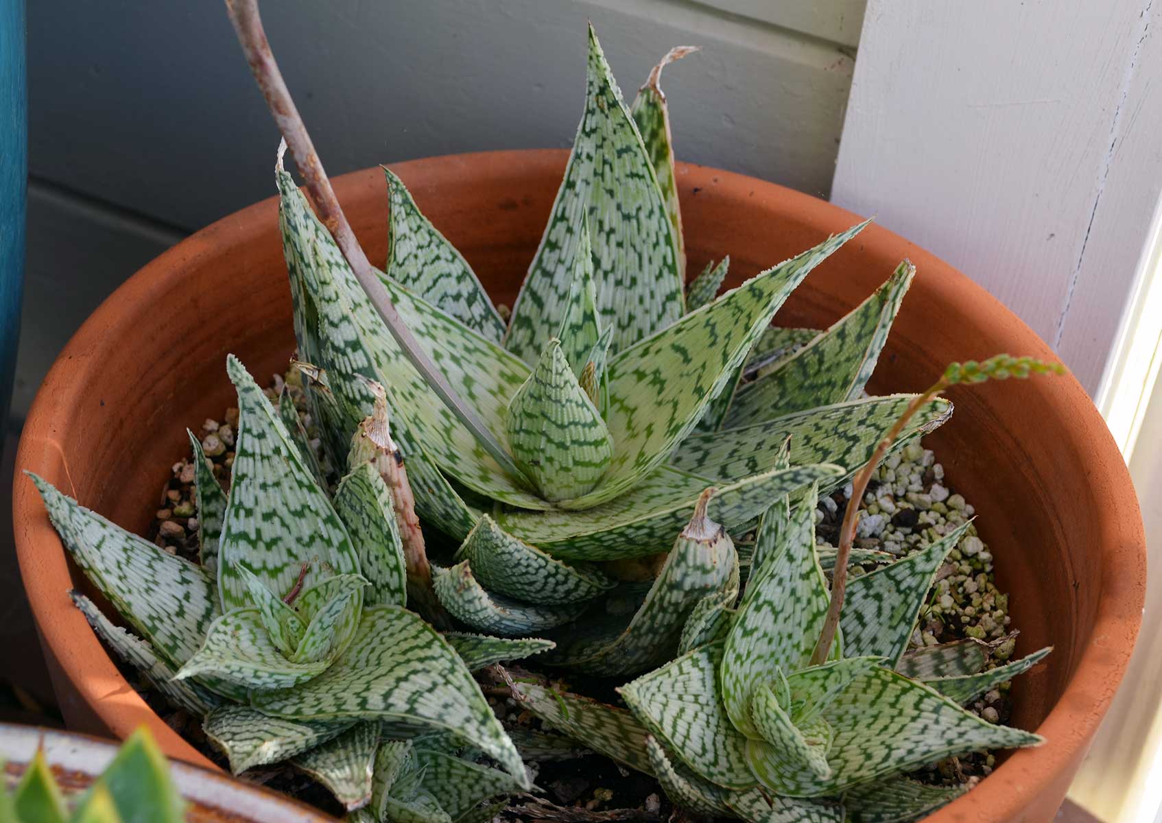 Aloe Plant Light