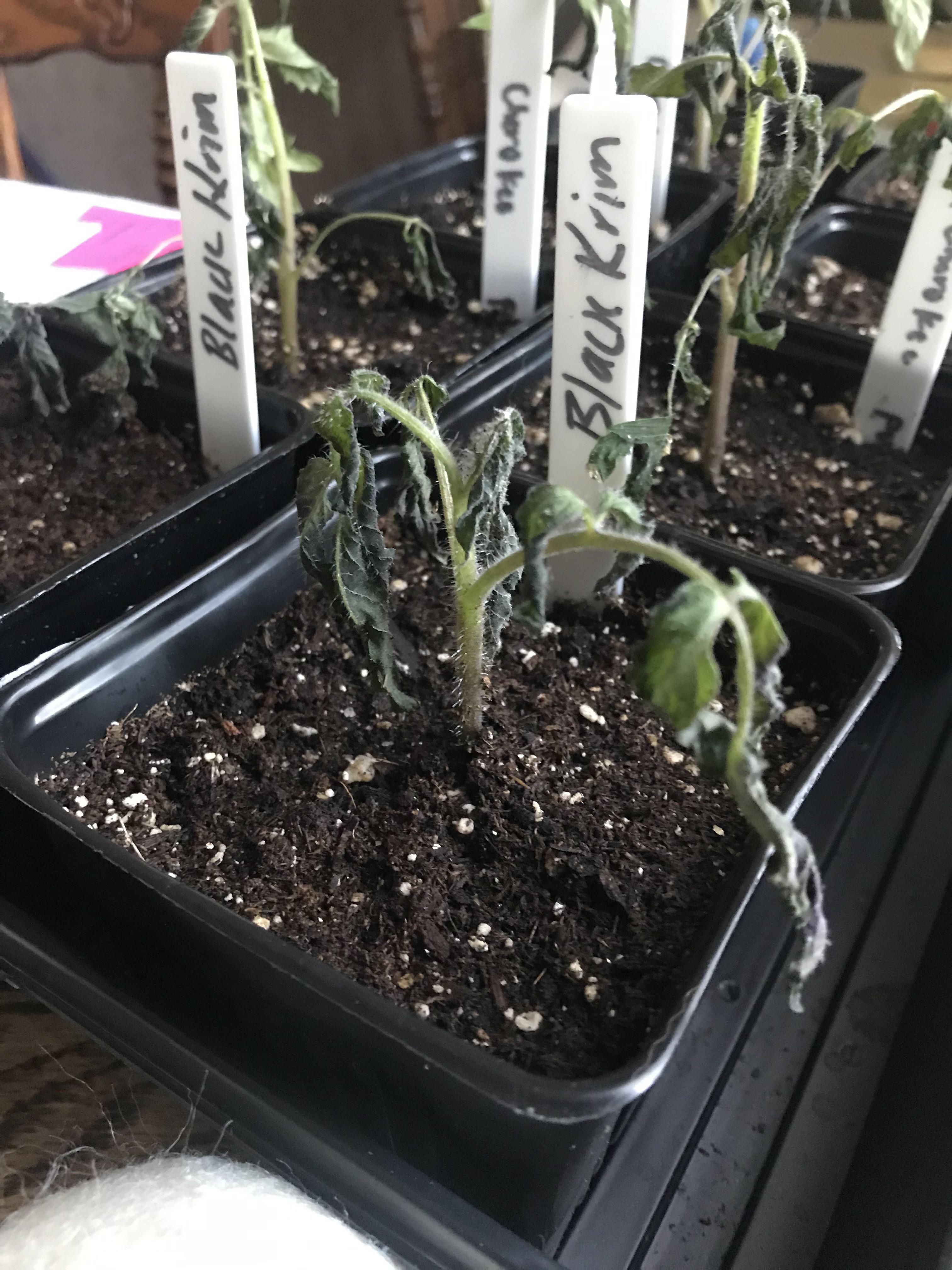 Tomato’s didn’t make it through the night in the unheated greenhouse