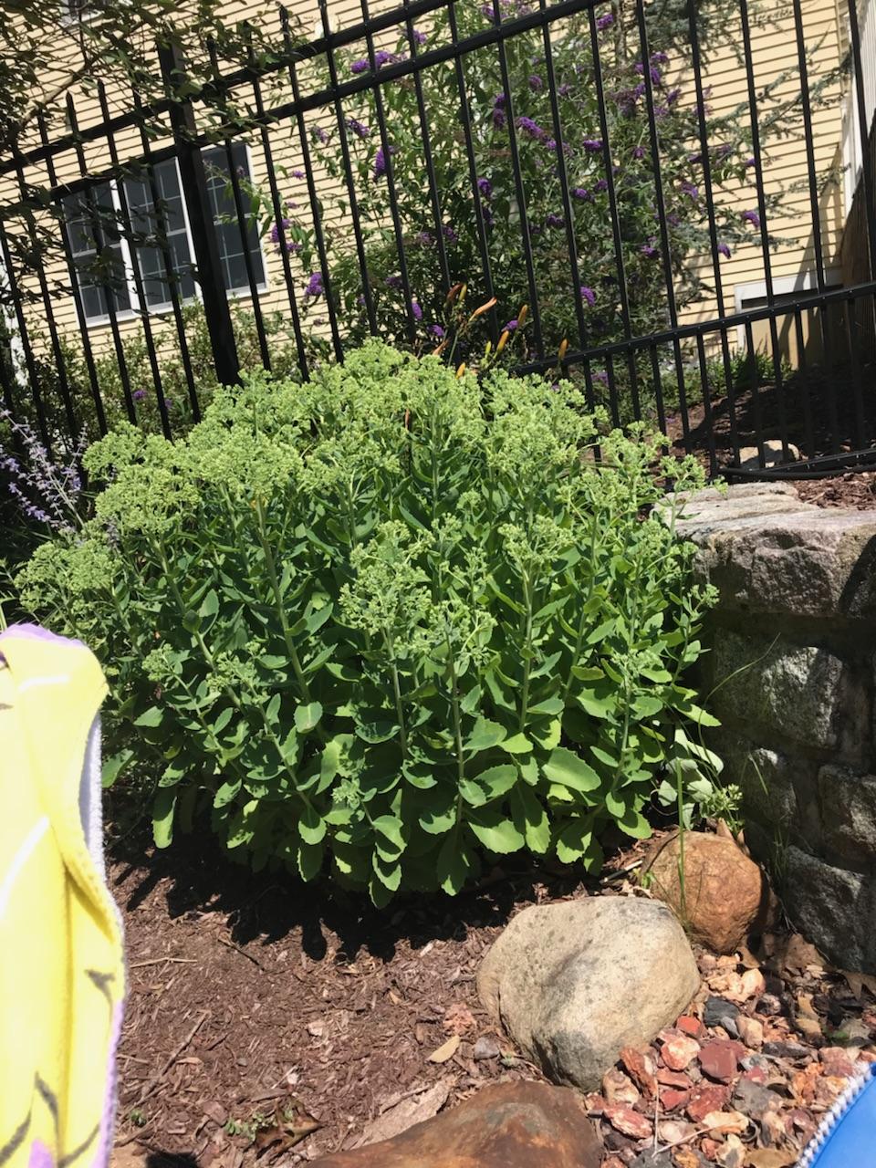 What is this plant? Location is Rhode Island. r/whatsthisplant