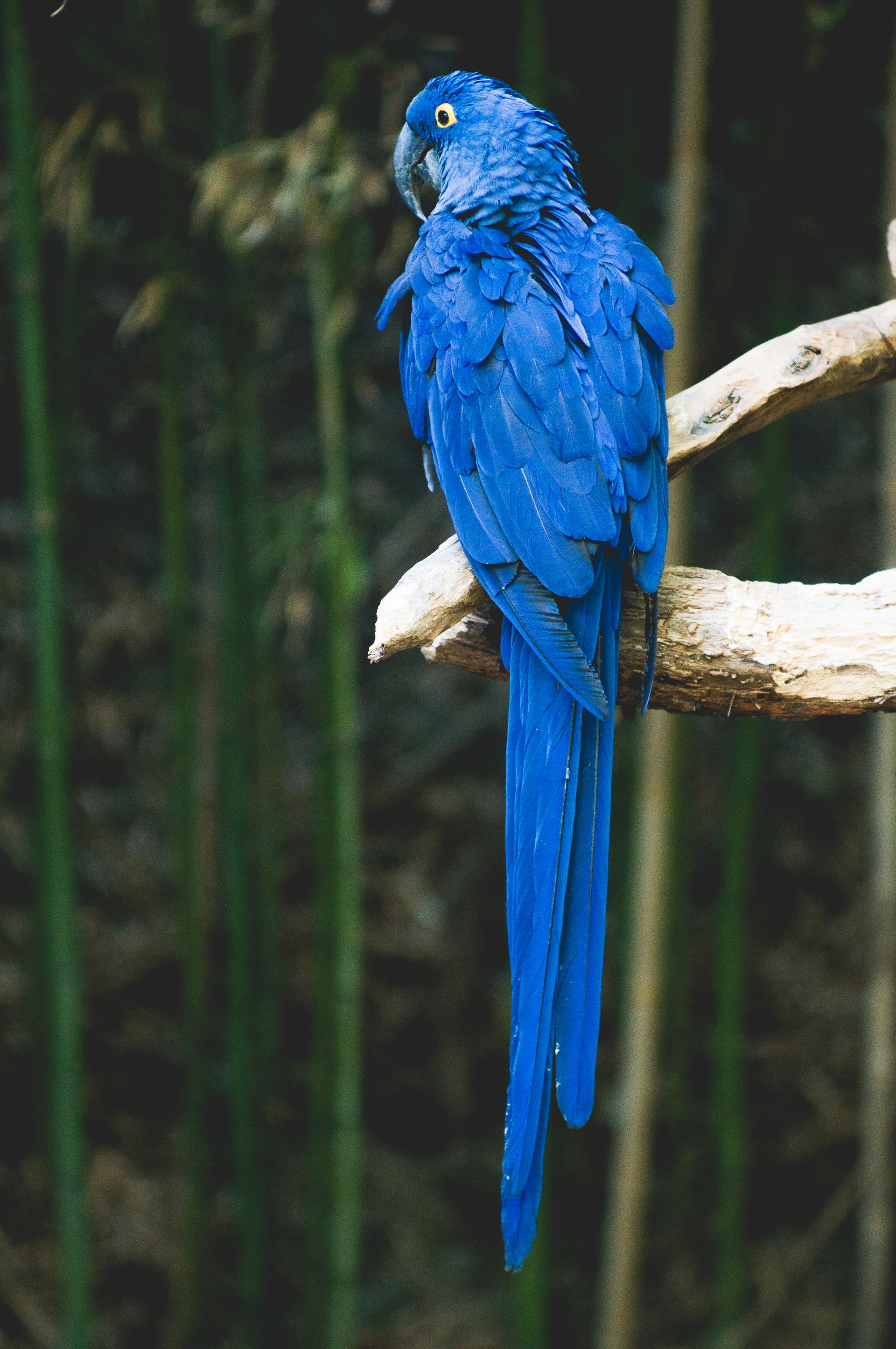 Blue parrot perch on the brown tree from southeastern Brazil. r/pics
