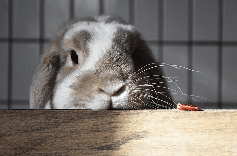 Behold! A dried cranberry gift from the bunnygods! r/Rabbits