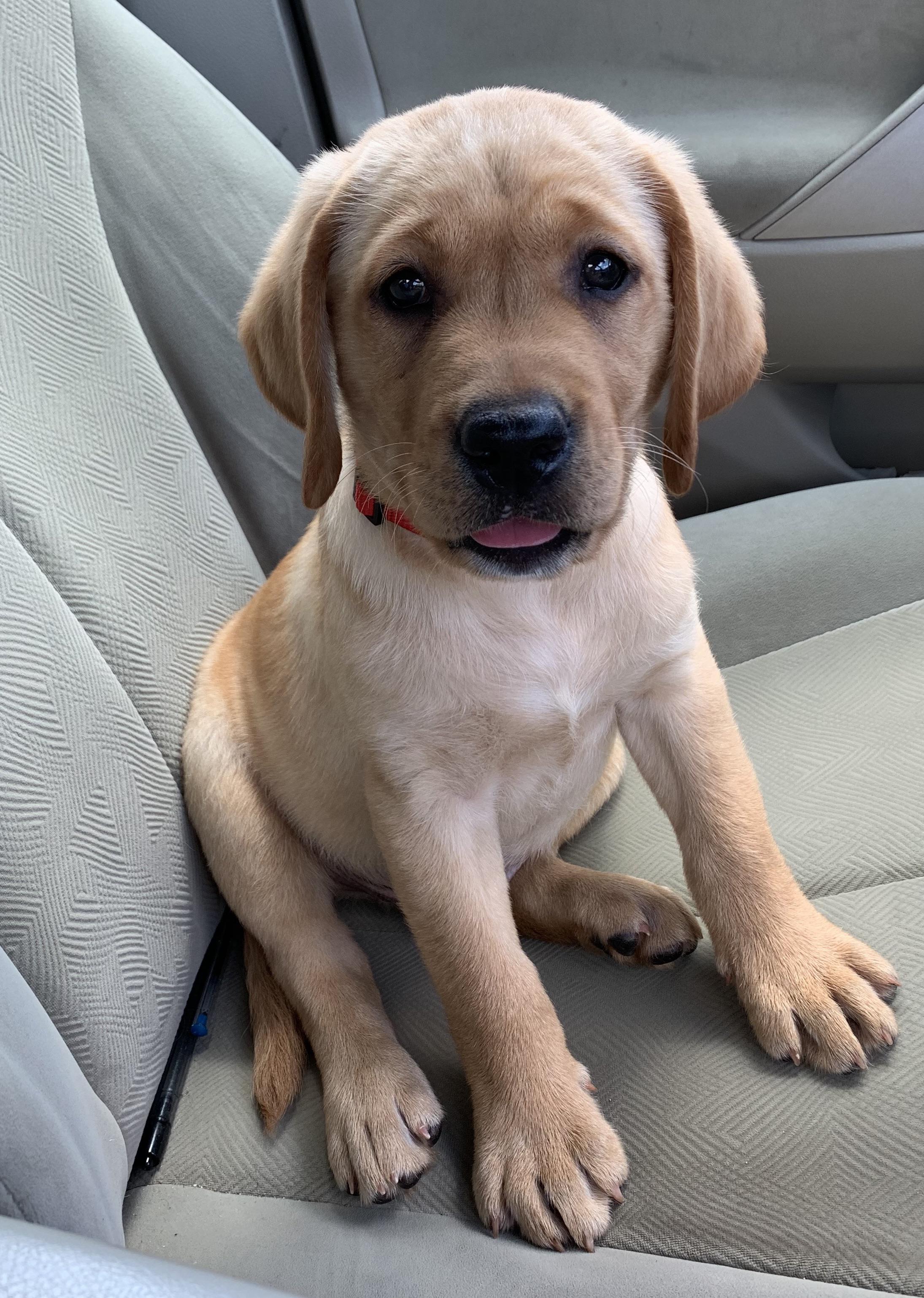 Finally moved into a place that allows dogs. Reddit, meet Kai. AKA Mr