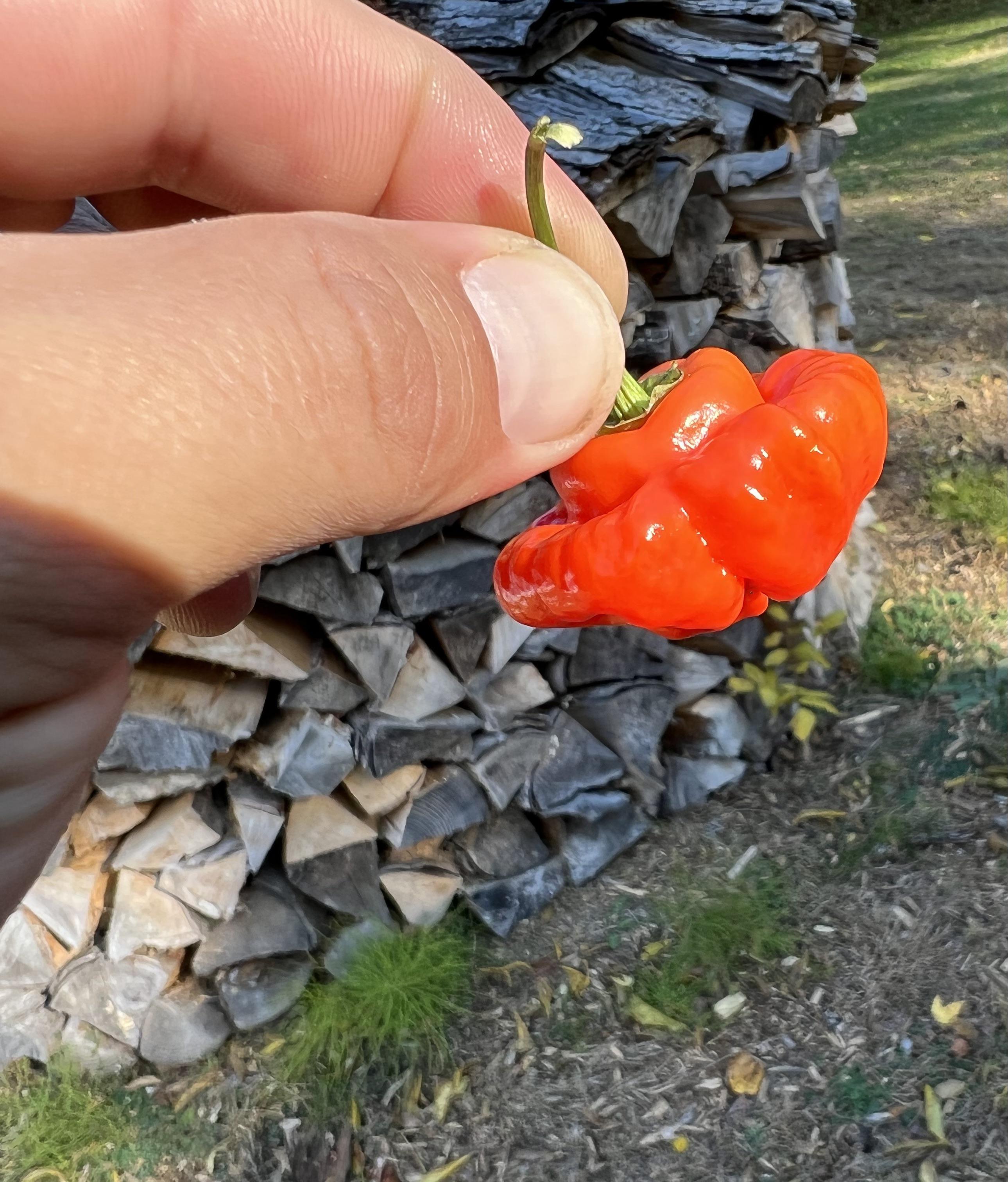 Pepper ID? Randomly given to me last night r/HotPeppers