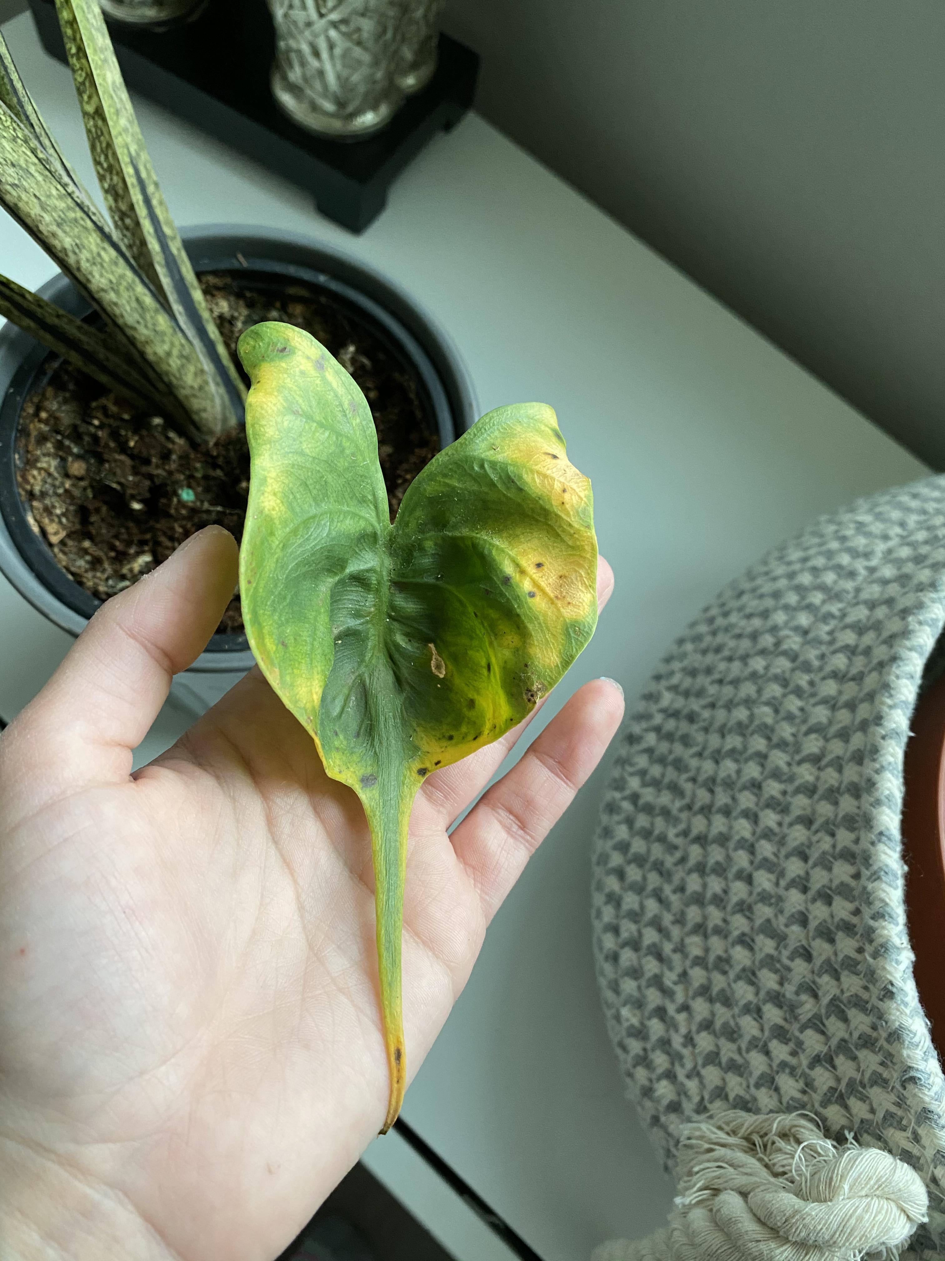Alocasia Stingray leaf is yellowing with brown spots. r/plantclinic