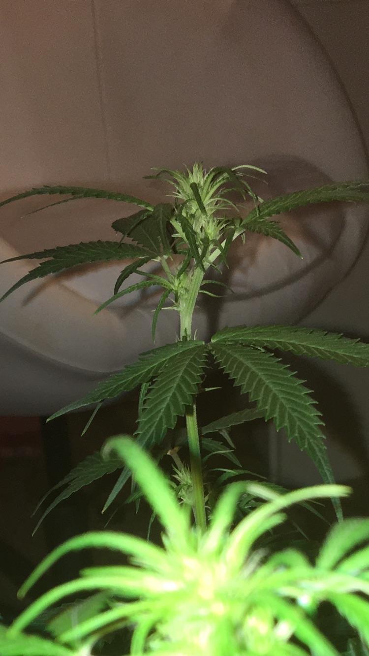 Blueberry Auto 2nd week into flower. I was wondering in what order are