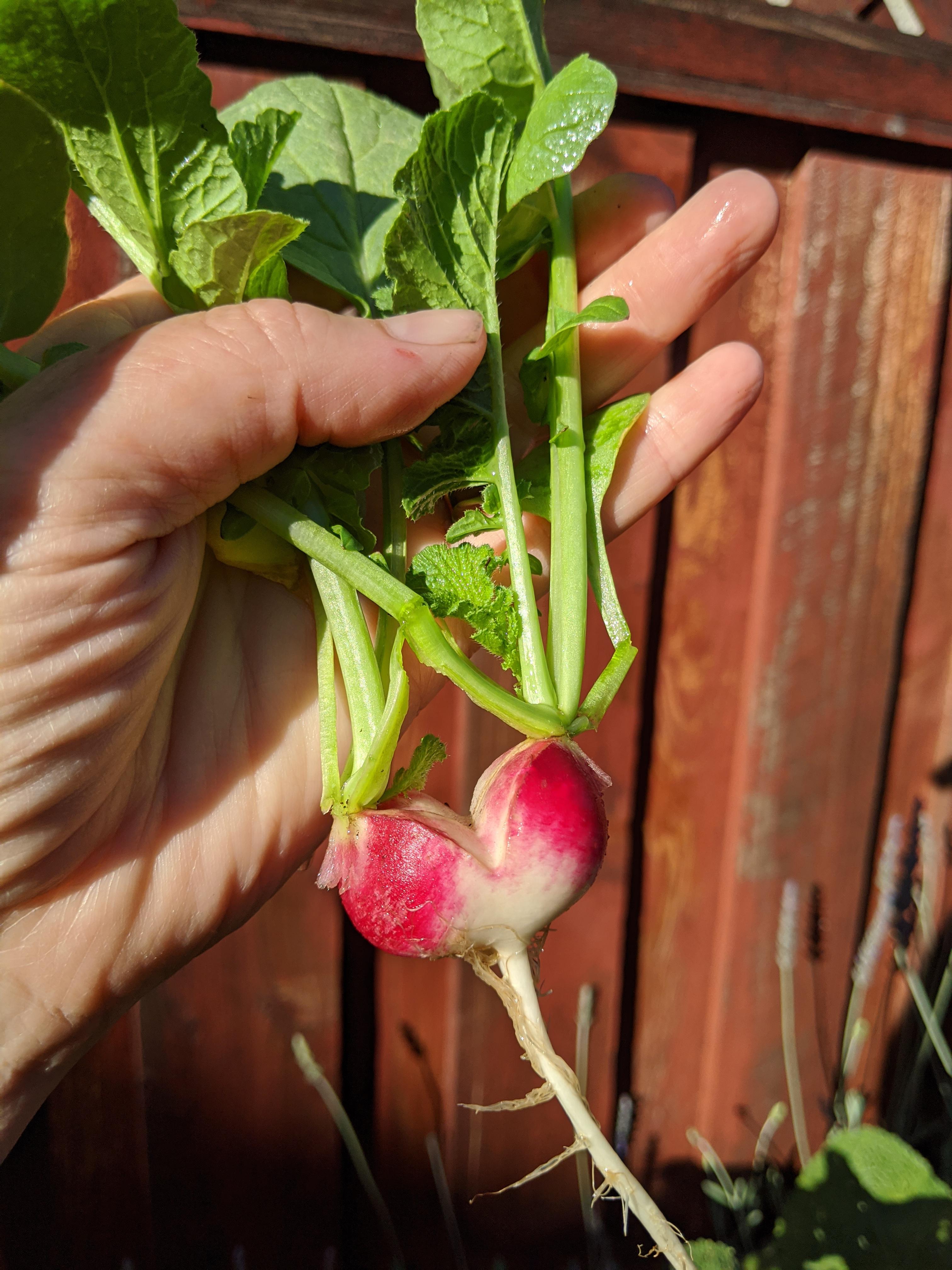 My husband just described this as a "badonkadonk radish", what does