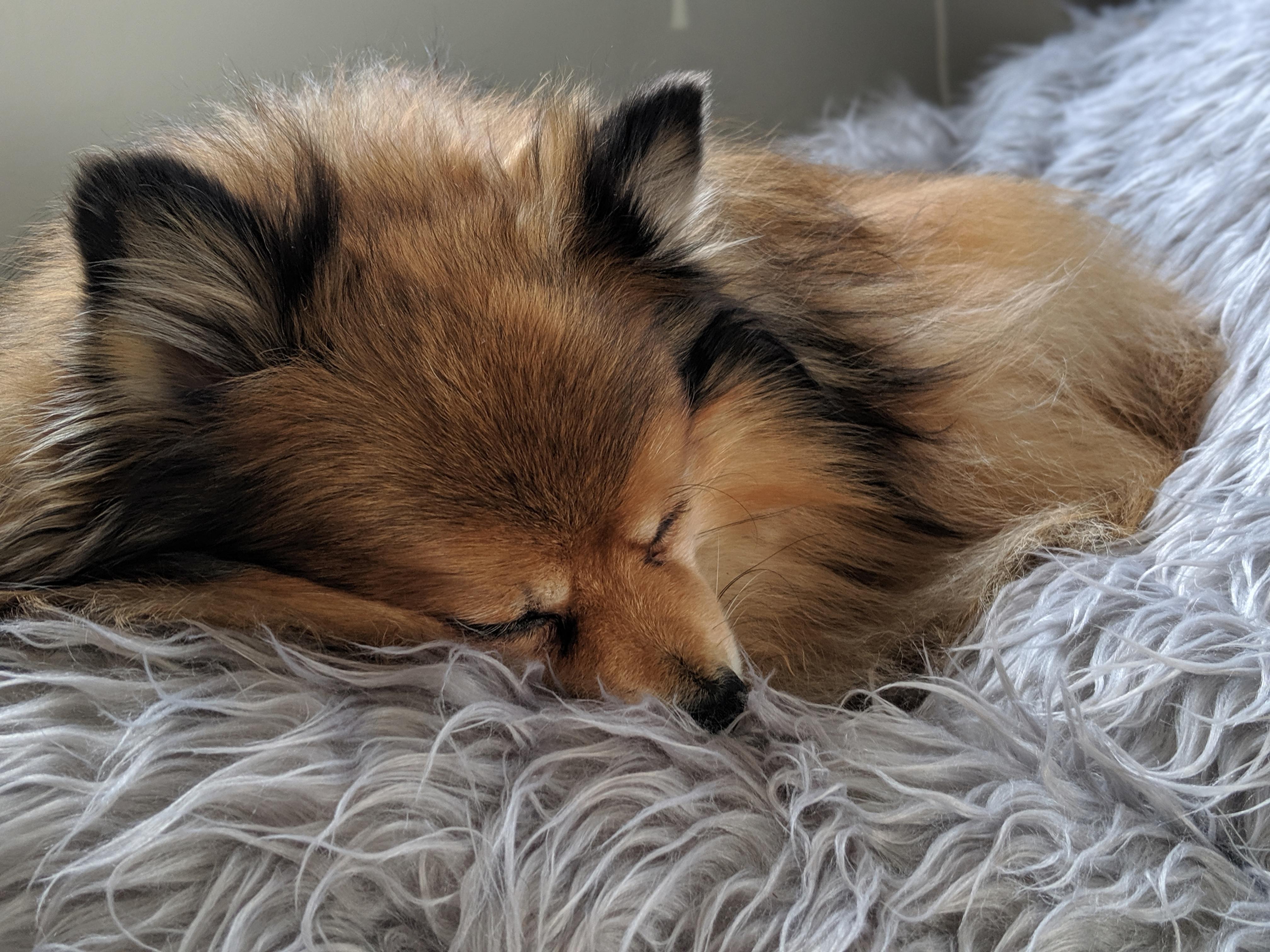 Sonic ♥️ Pomeranian mix rescue, 9 years on. lookatmydog