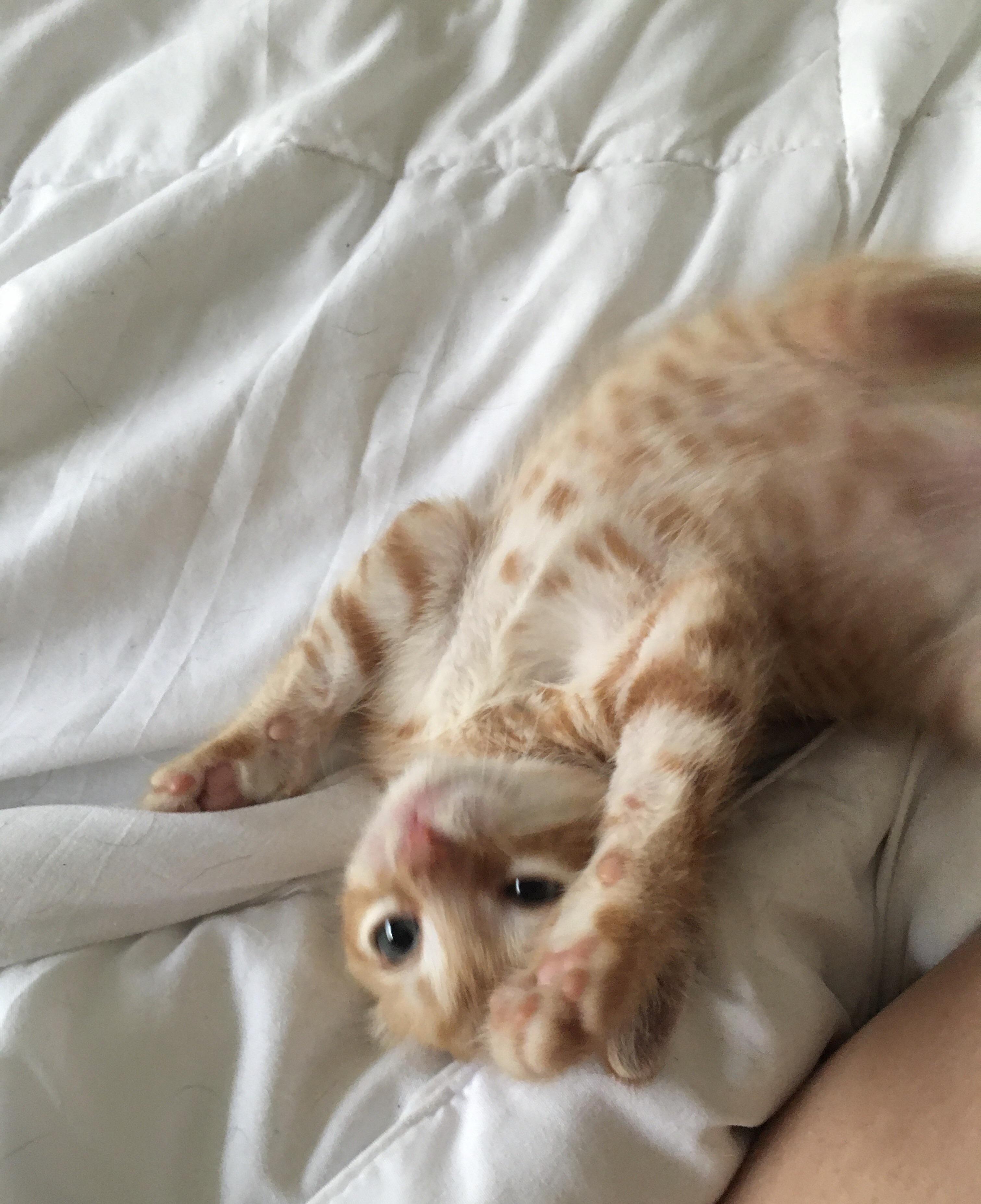 Moments before he rolled off the bed r/OneOrangeBraincell