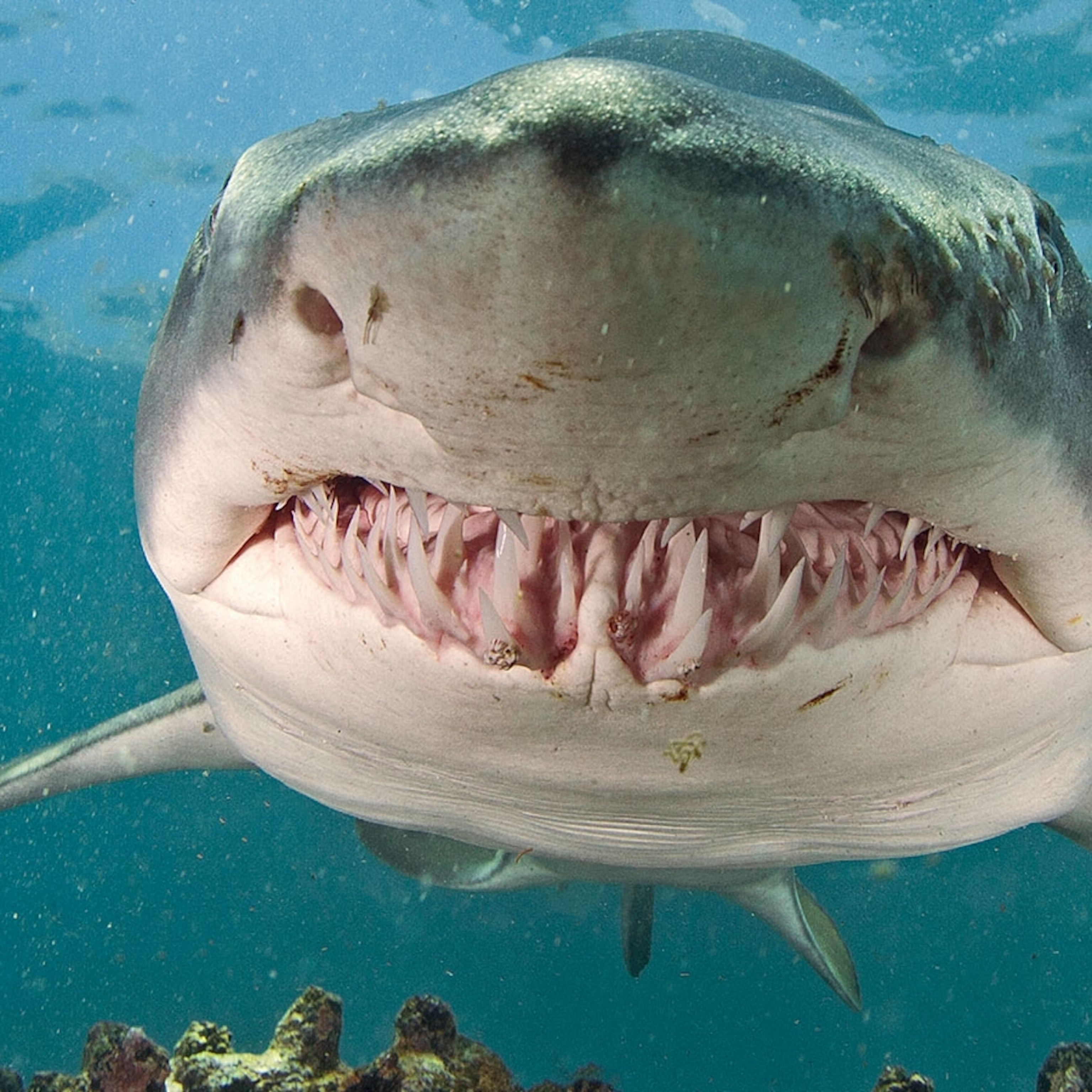 Sand tiger sharks r/sharks