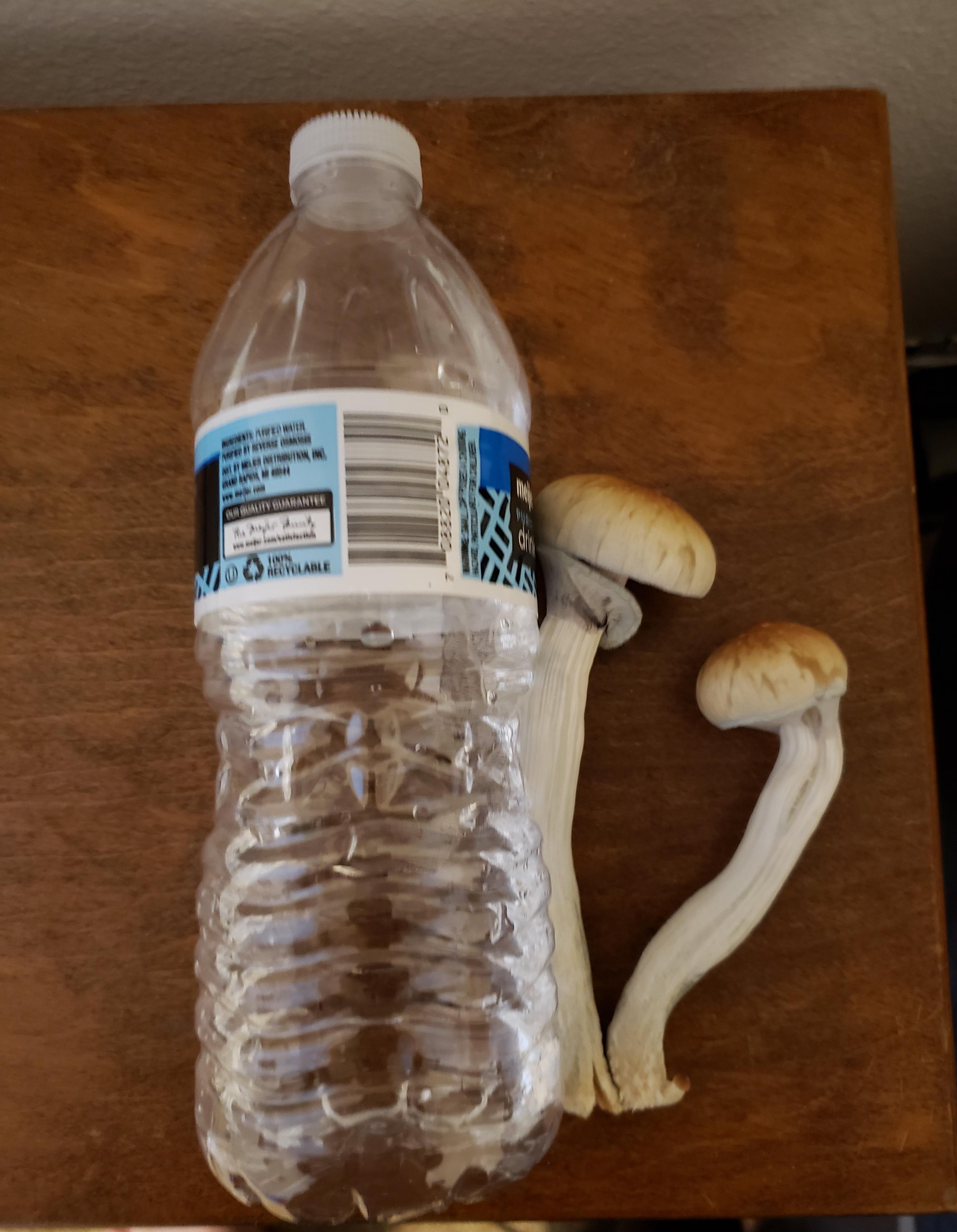 My first mushrooms. These guys are about two days ahead of the rest in