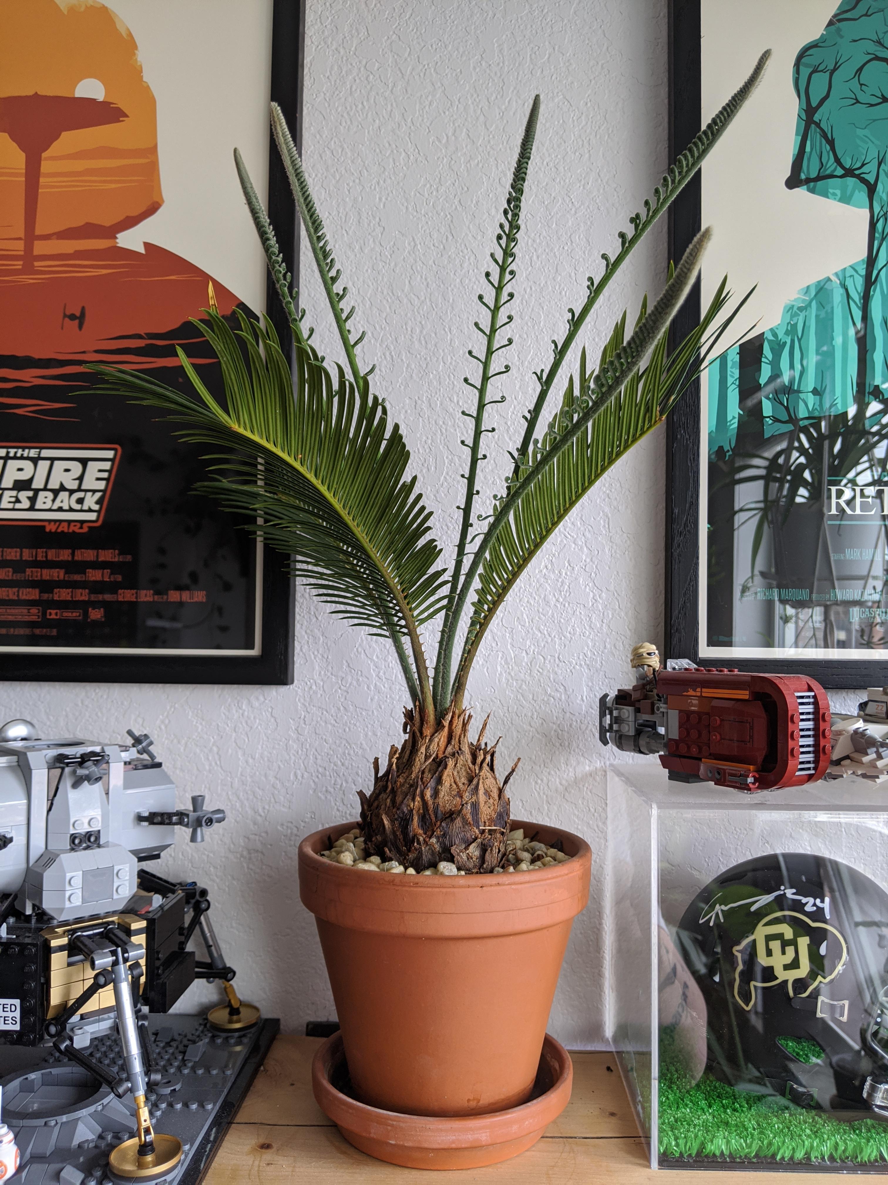 The 9 palm that I bought at Home Depot 8 months ago, just decided to