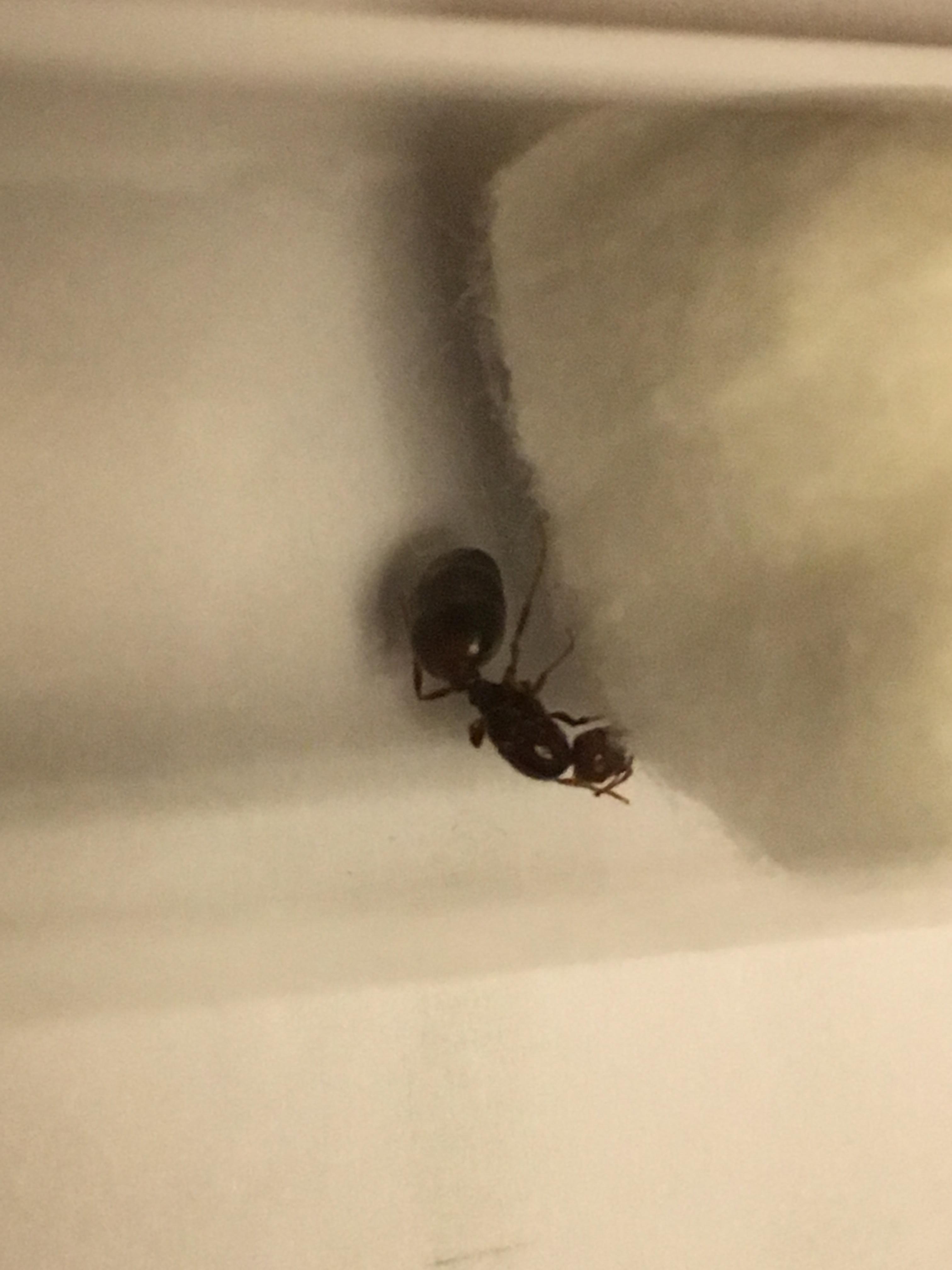 Queen Ants In My House Mice