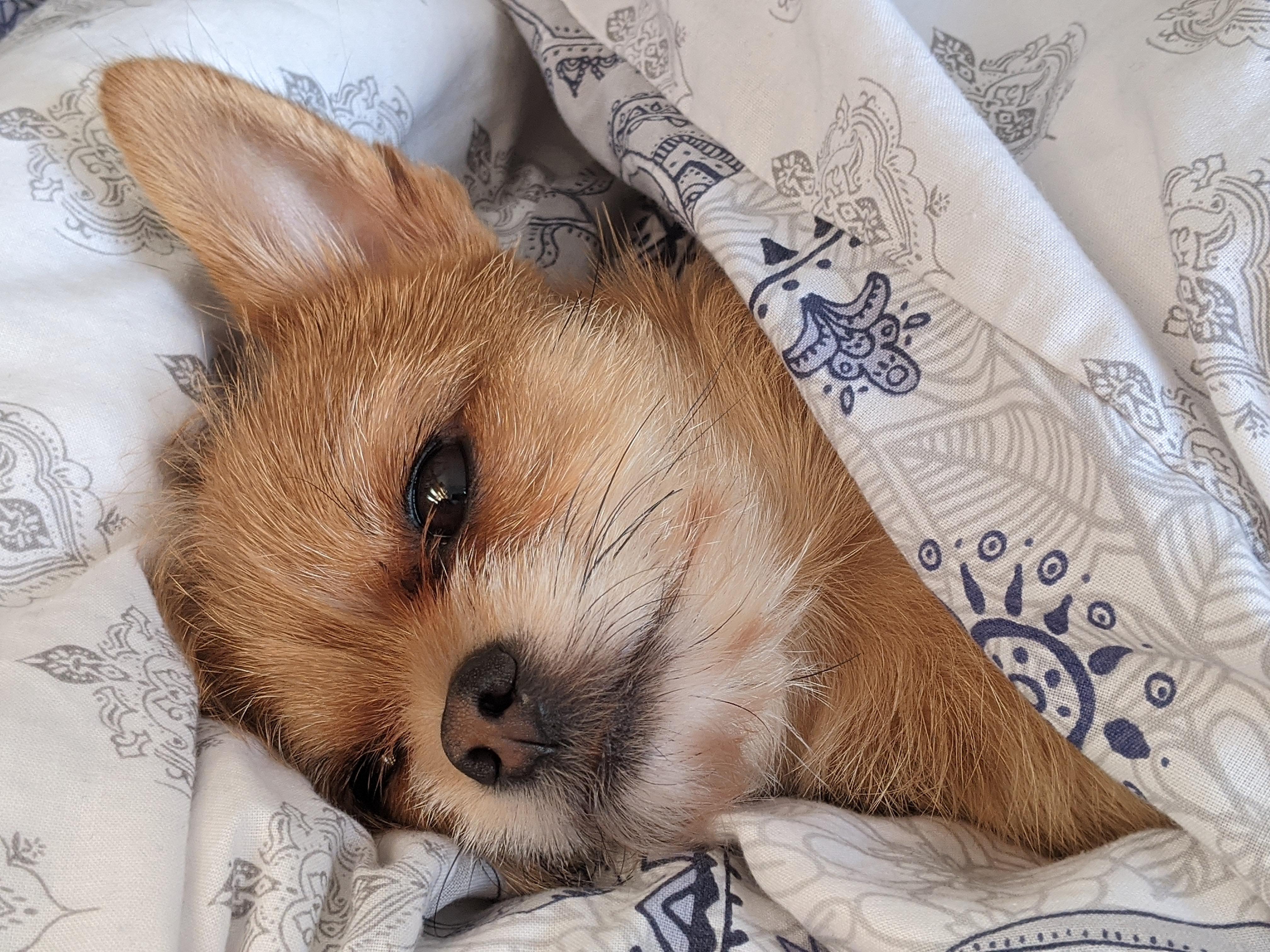 Snuggle puppy r/Chihuahua