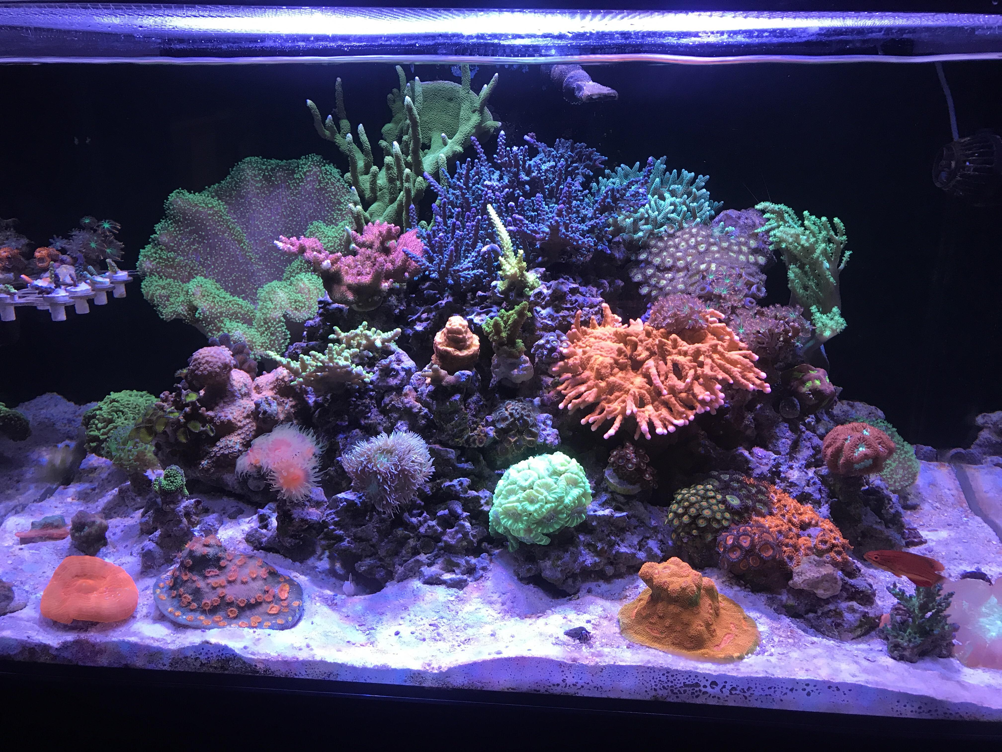 First Reddit post. My 70 gallon reef aquarium. Finally starting to get