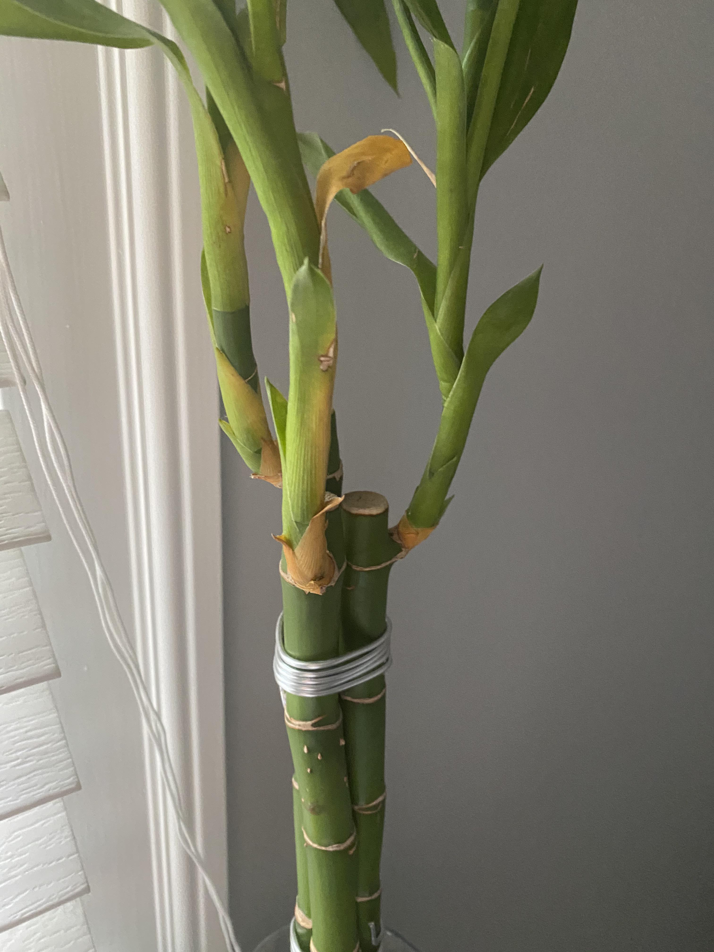 My bamboo plant that I’ve had for about 2.5 years is turning yellow