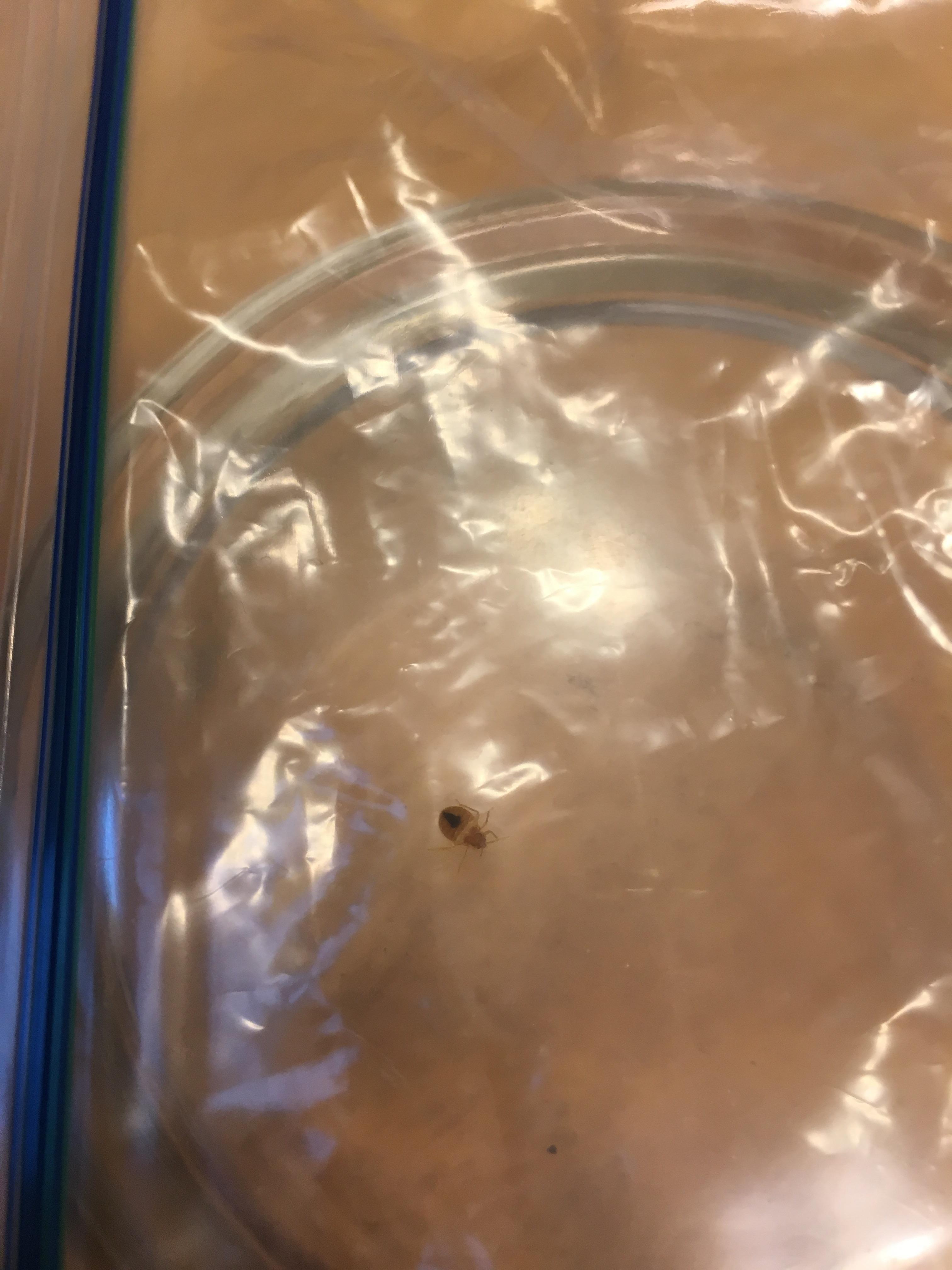 Help! Is this a bed bug? Found crawling on pillow in afternoon. r/Bedbugs