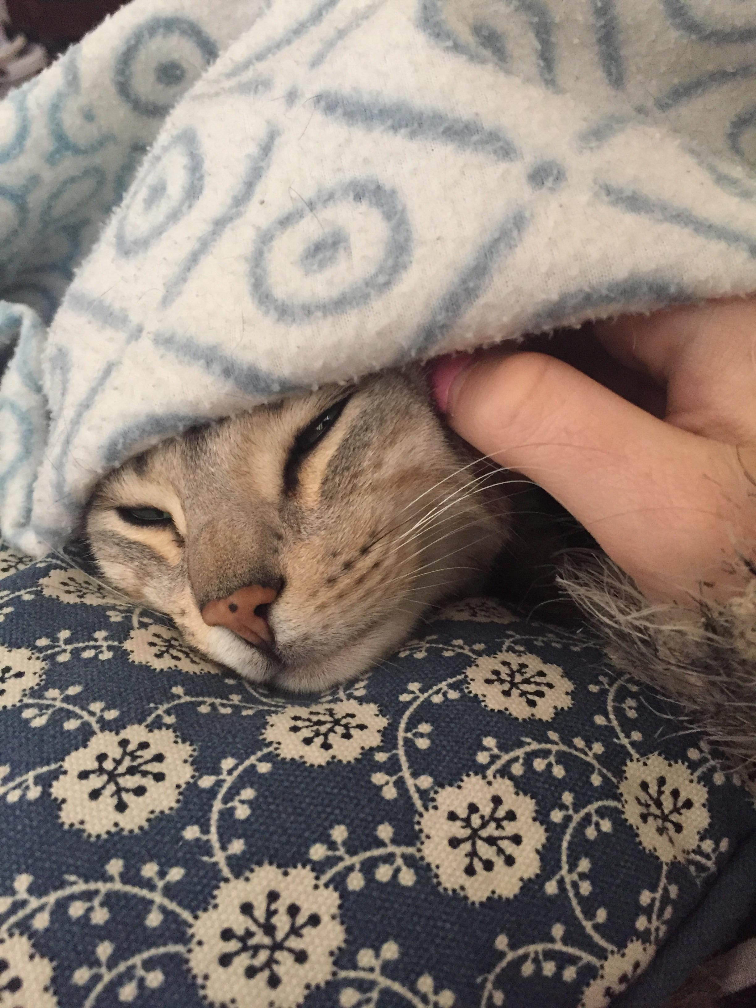 So snugly! r/cats