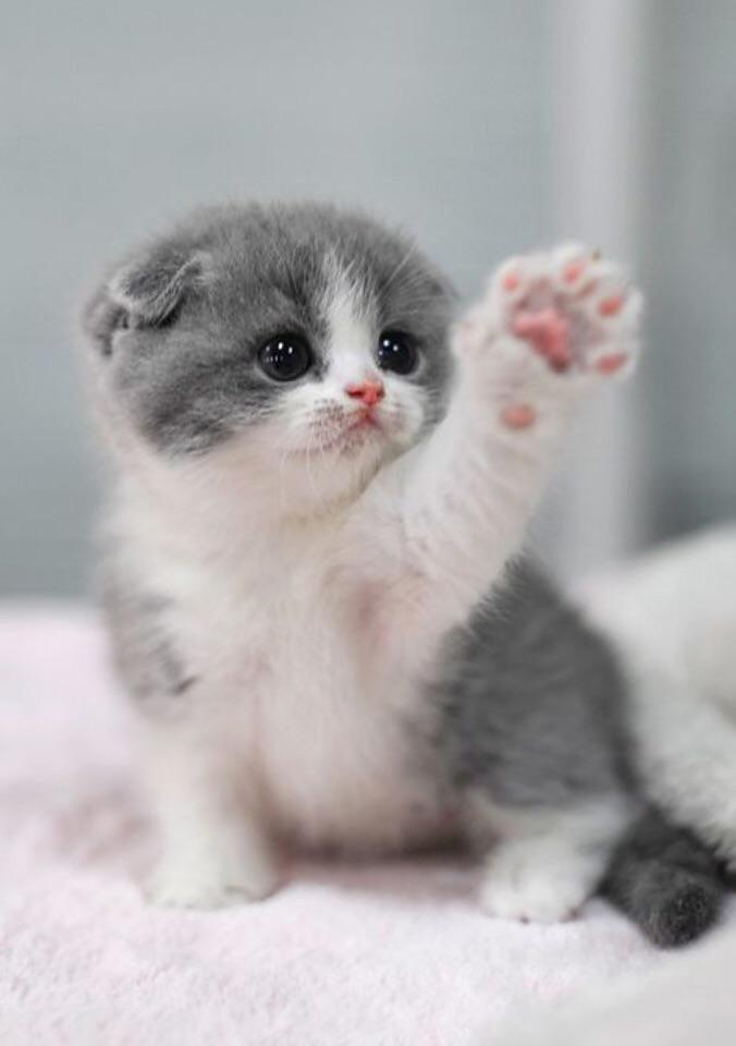 the baby cat ) r/aww