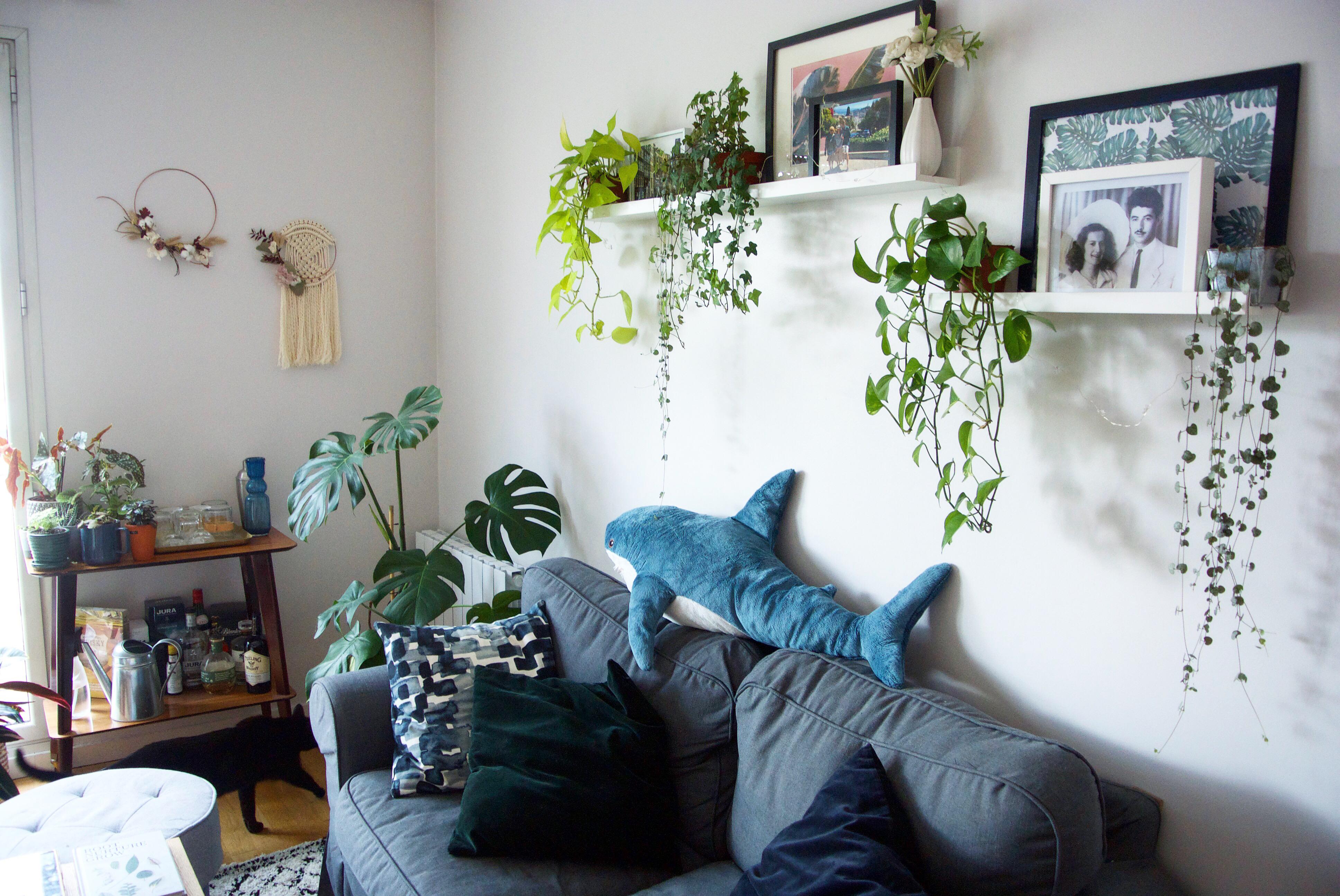 Spot the cat! r/houseplants