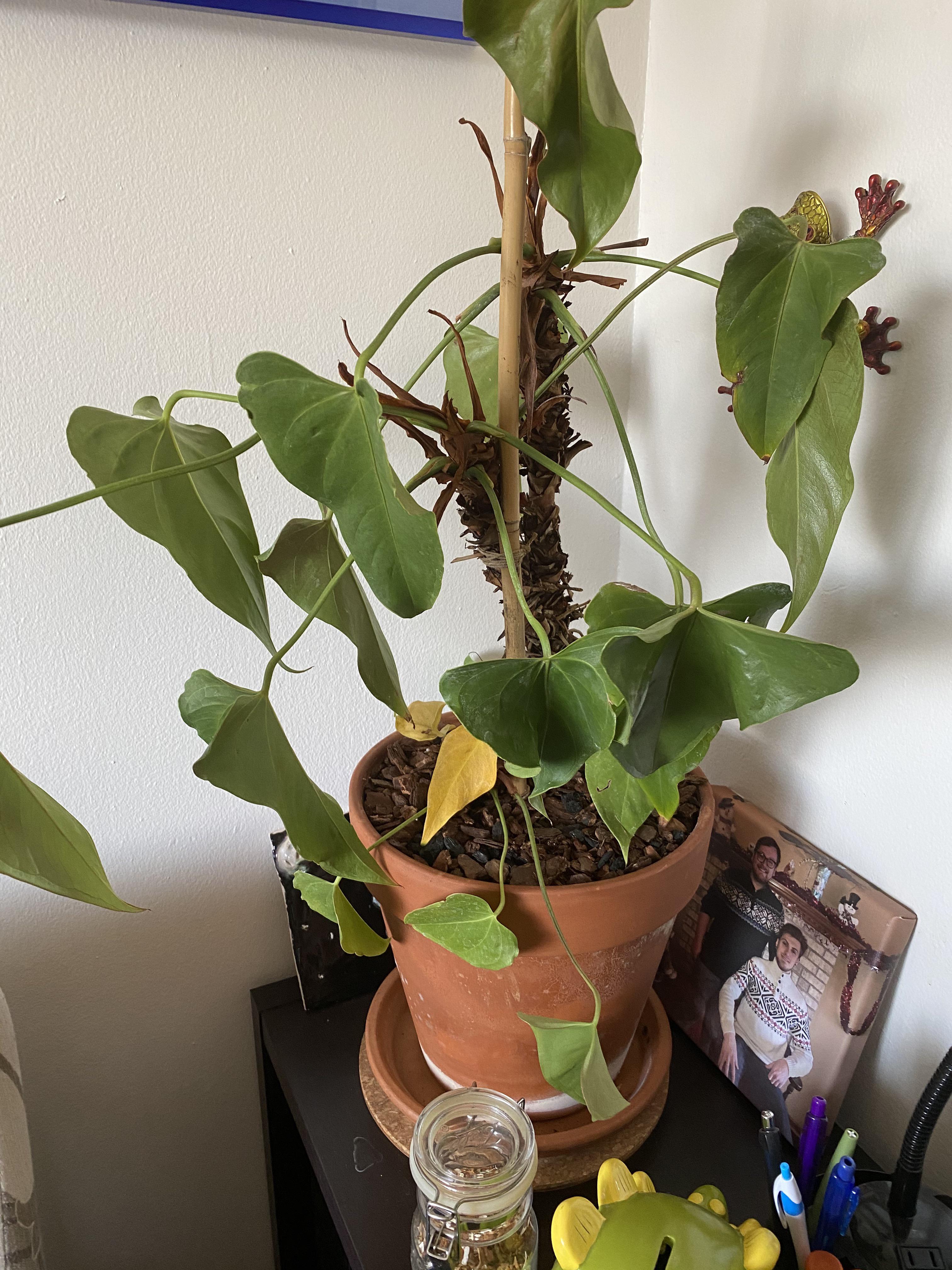 How do you identify a crystallinum vs crystallinum x magnificum