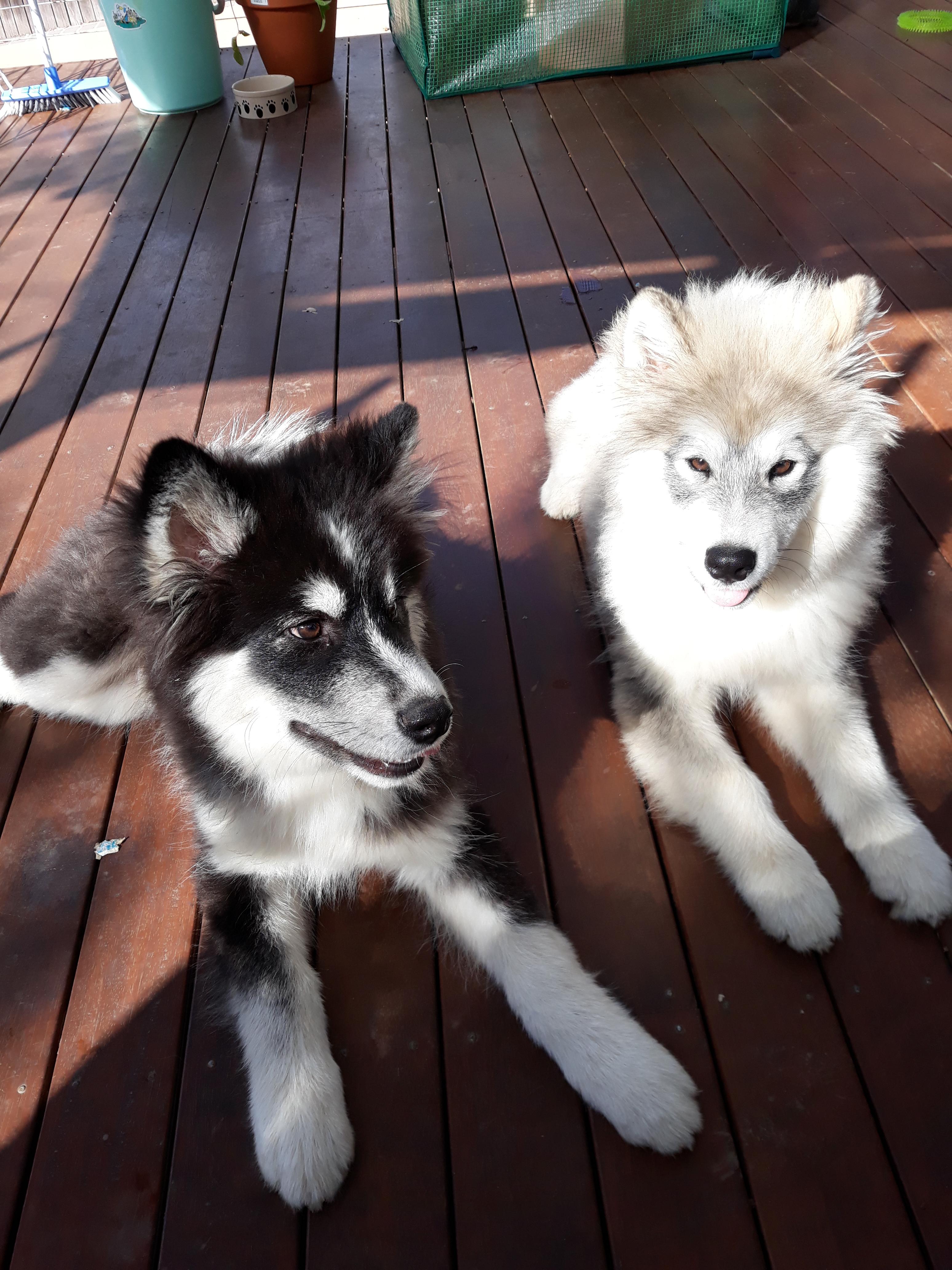 My Malamute X Samoyed puppies. SupermodelDogs
