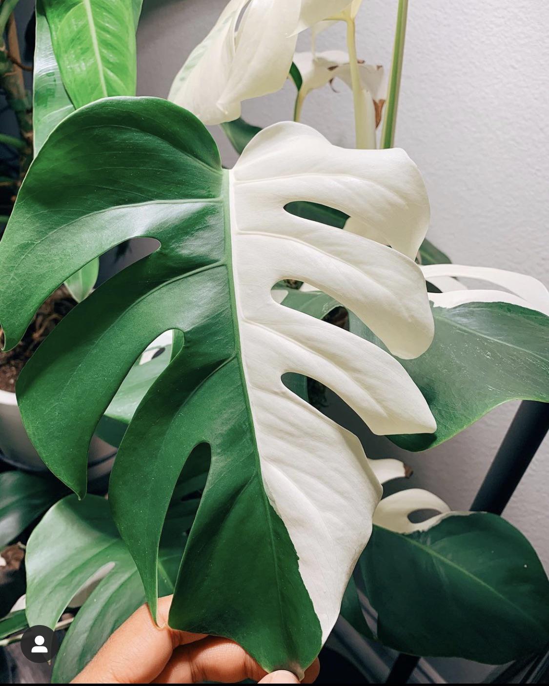 A leaf from one of your albo monsteras. r/houseplants